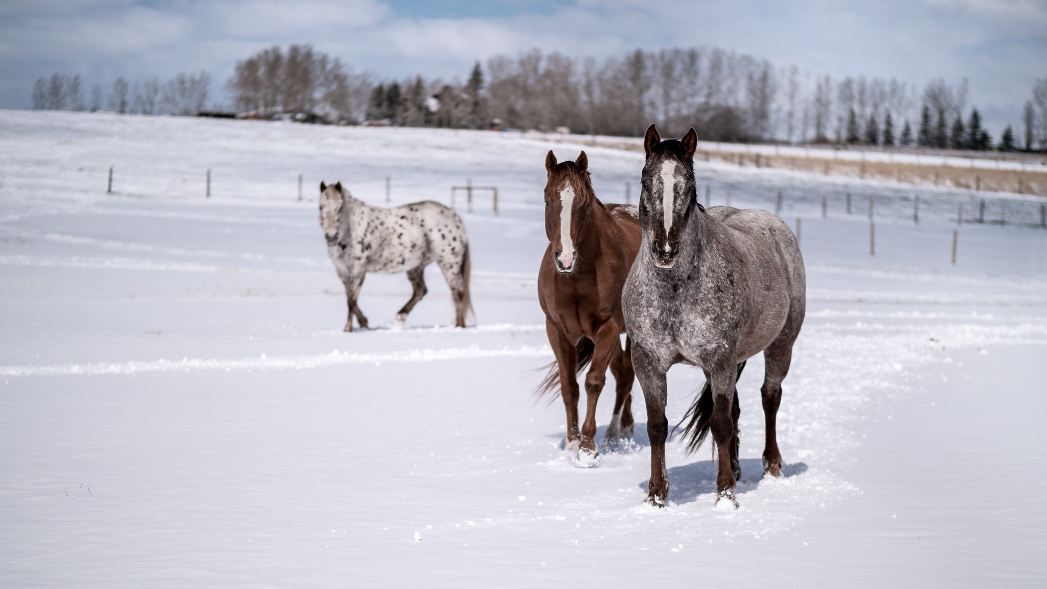 Free download wallpaper Winter, Snow, Animal, Horse on your PC desktop