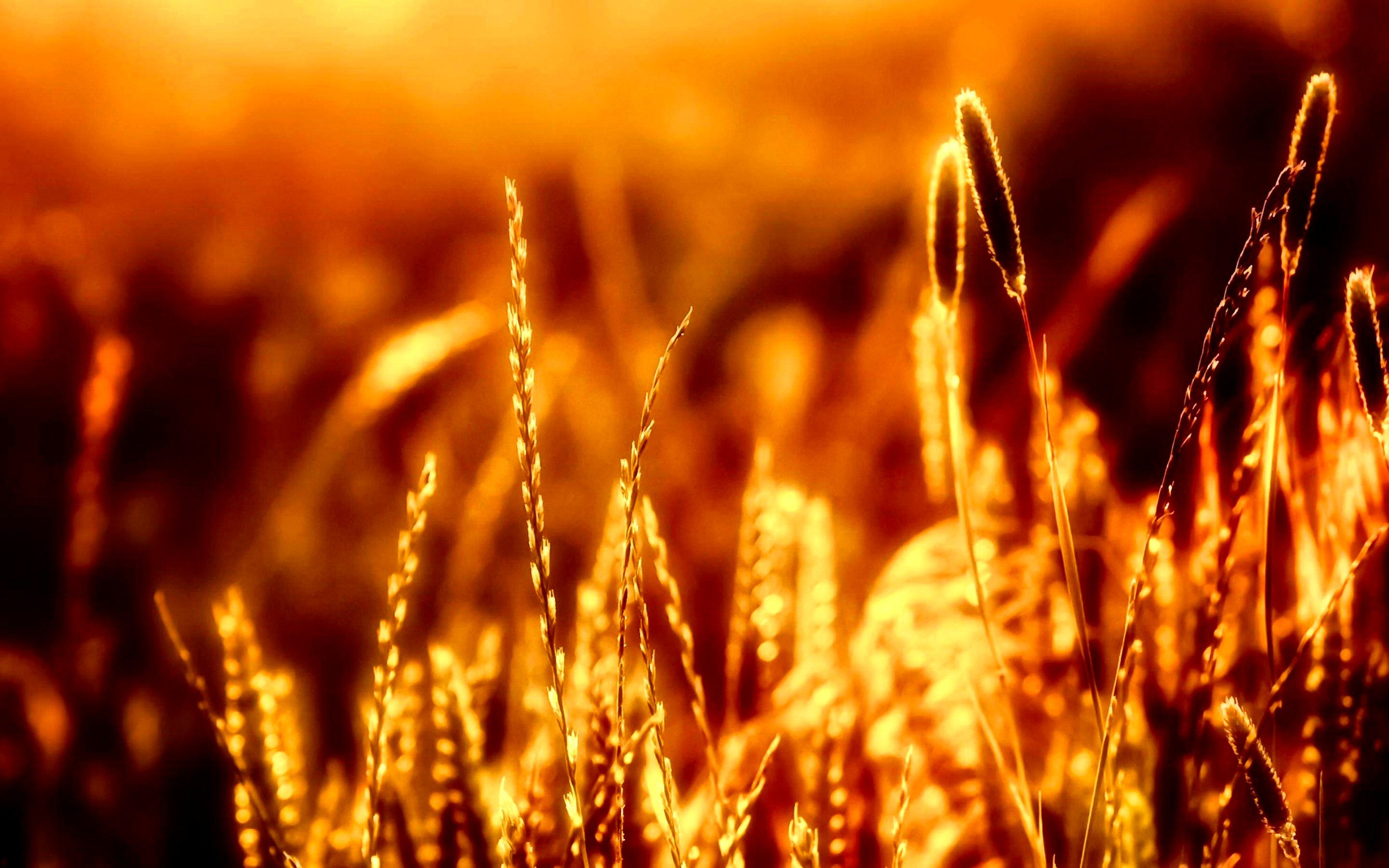 nature, earth, wheat, blur