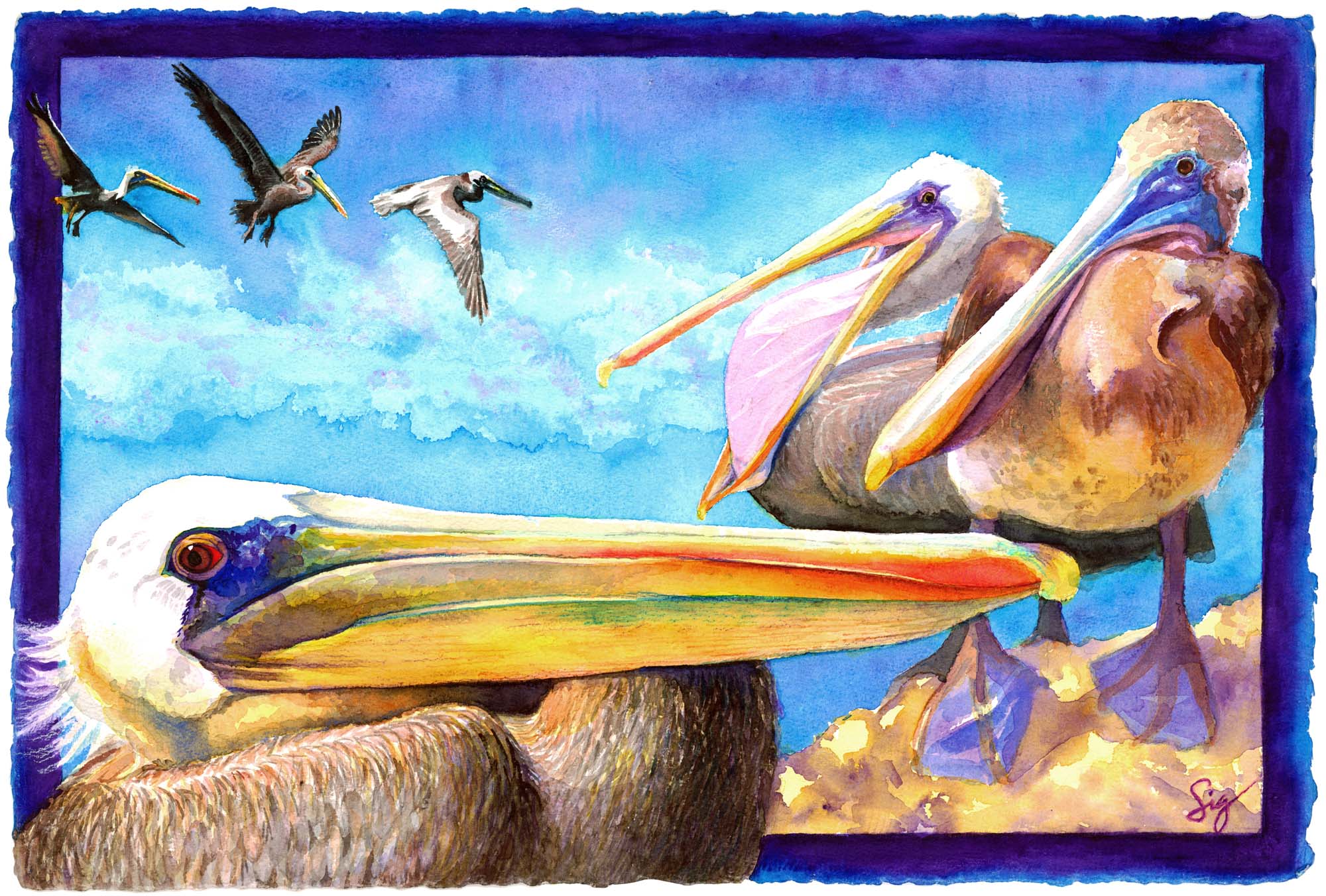 271006 Hintergrundbild herunterladen tiere, pelikan, vogel, vögel - Bildschirmschoner und Bilder kostenlos