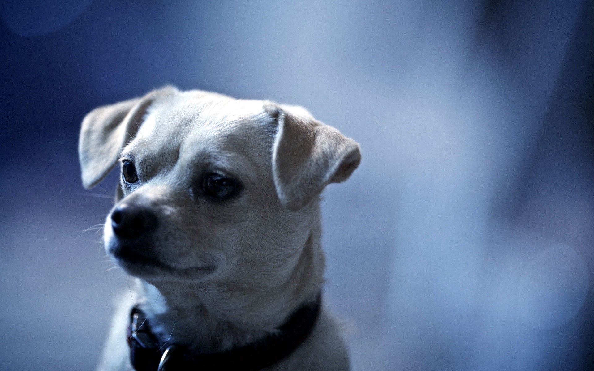 PCデスクトップに動物, 犬, 銃口, 綺麗な, 美しい, 耳, 子犬画像を無料でダウンロード