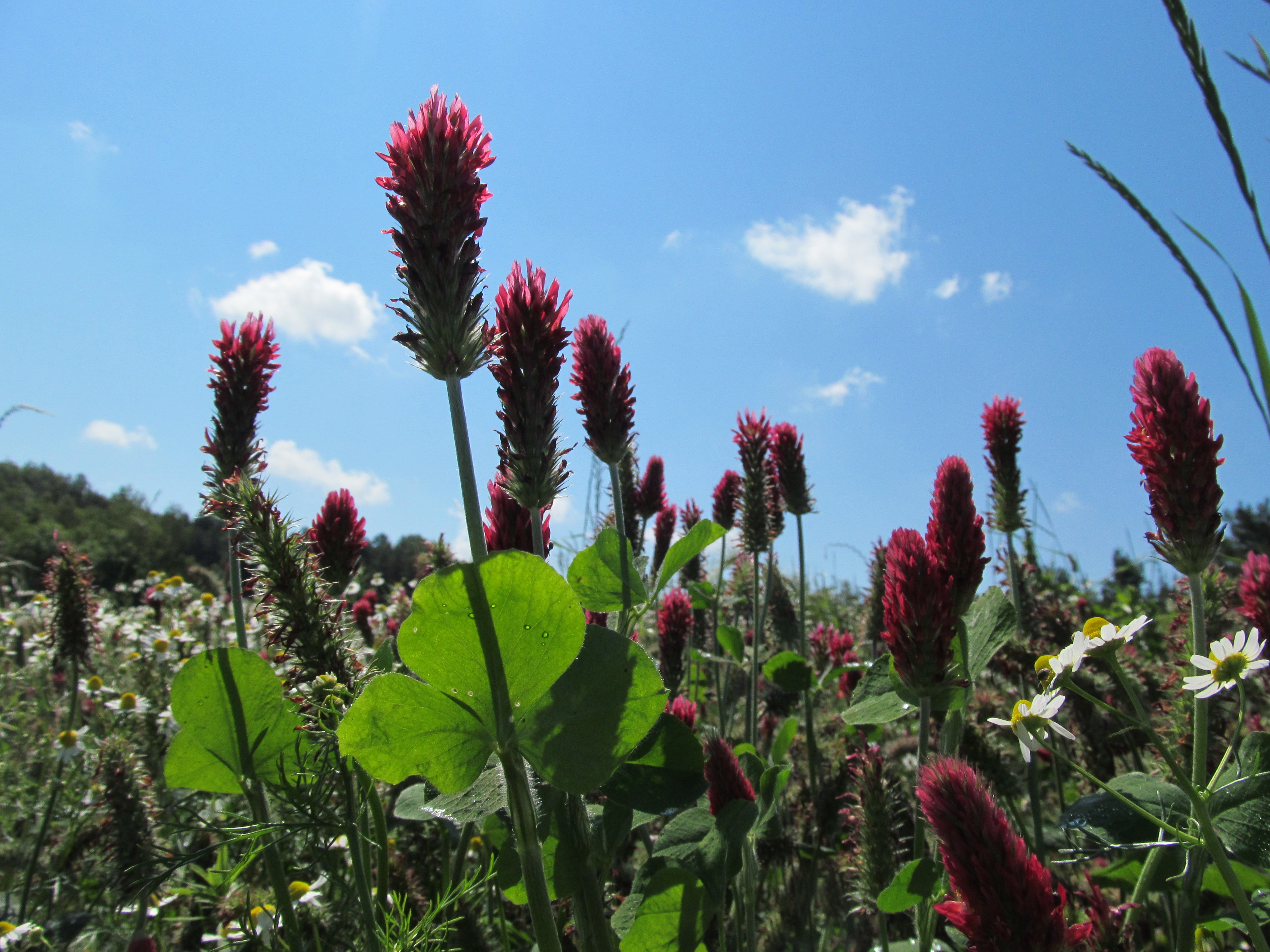 335530 Bildschirmschoner und Hintergrundbilder Blumen auf Ihrem Telefon. Laden Sie  Bilder kostenlos herunter