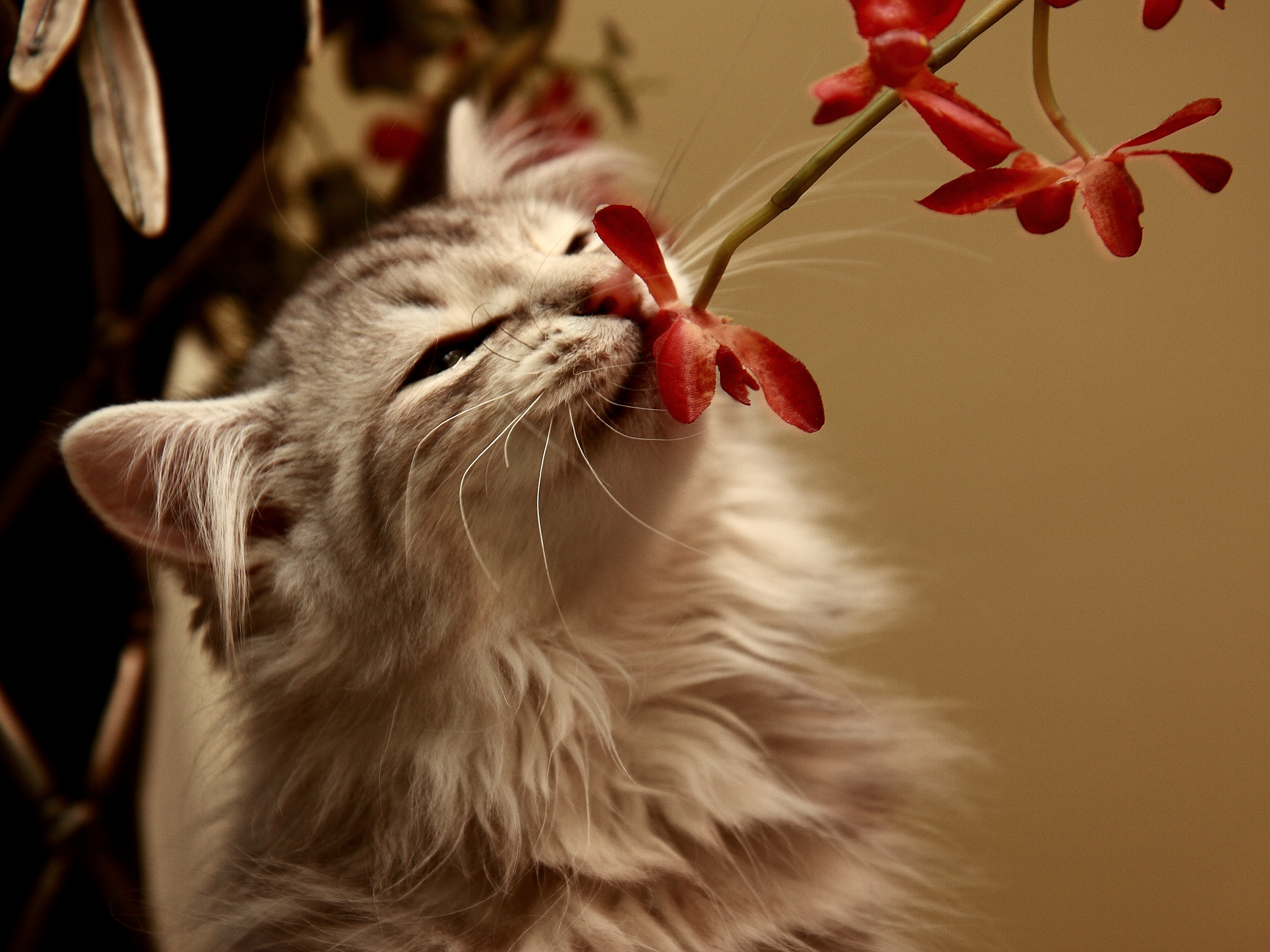 61860 baixar papel de parede animais, flor, gatinha, gatinho, cheirar, cheiro - protetores de tela e imagens gratuitamente