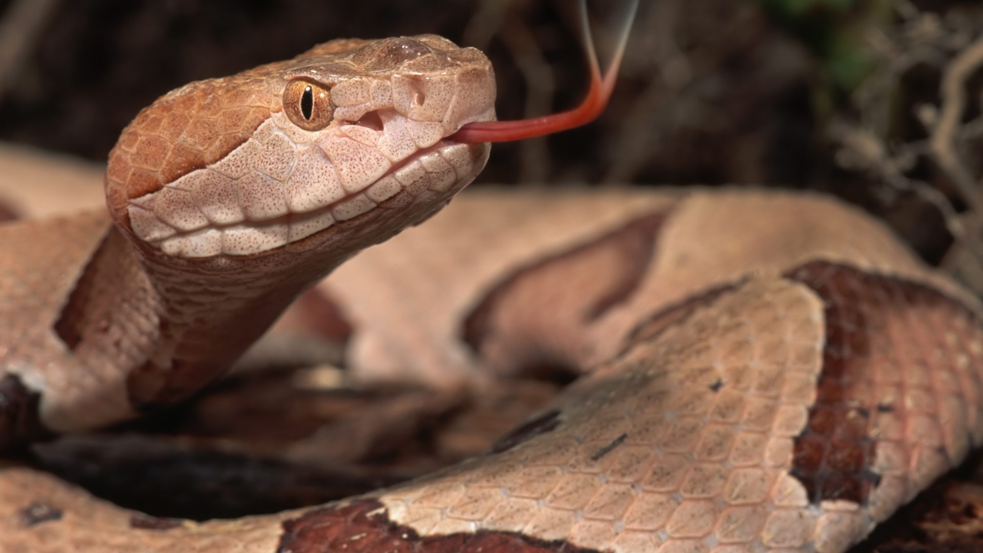 Baixar papel de parede para celular de Animais, Cobra gratuito.