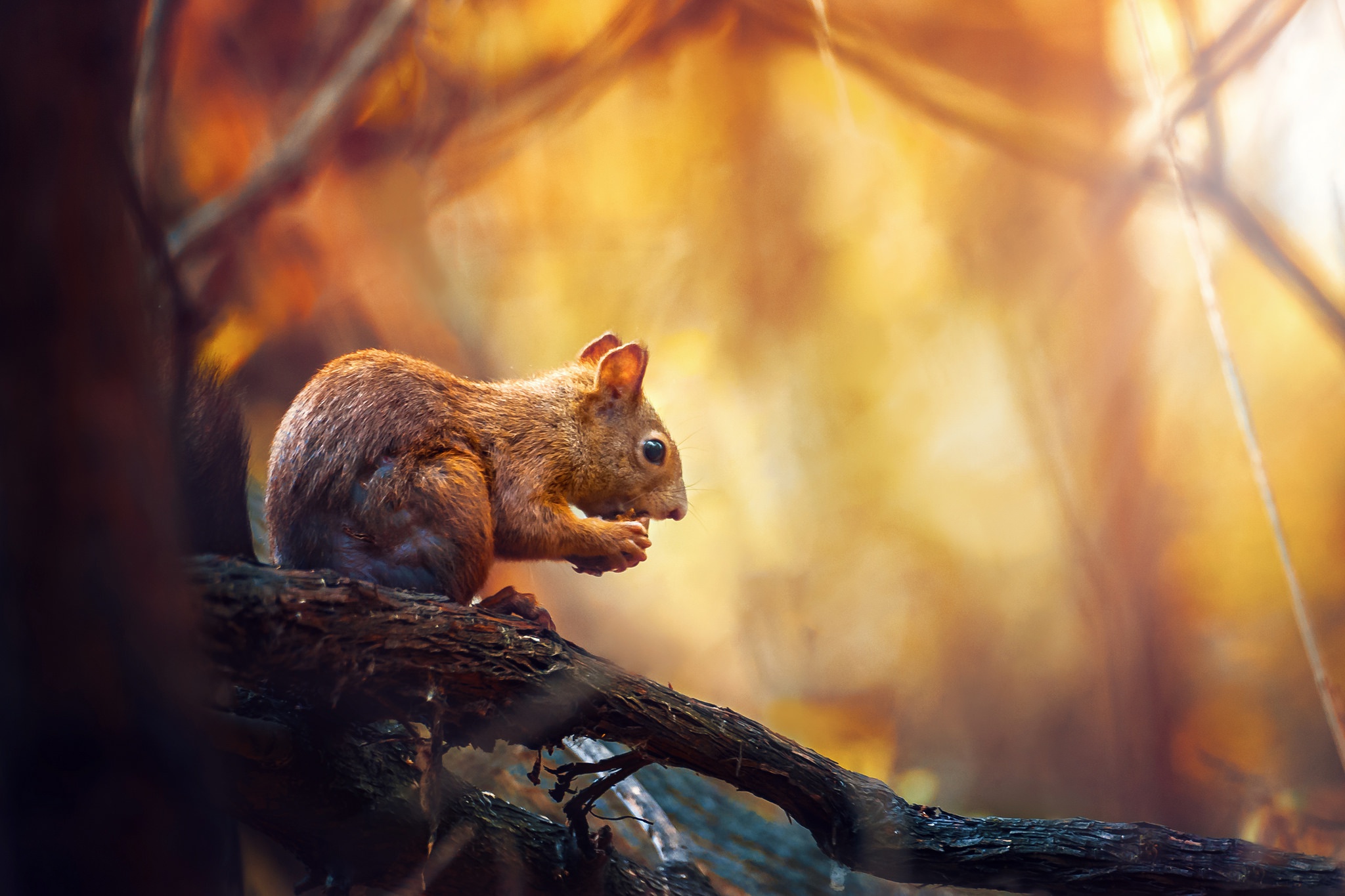 Laden Sie das Tiere, Eichhörnchen, Nagetier, Tiefenschärfe-Bild kostenlos auf Ihren PC-Desktop herunter