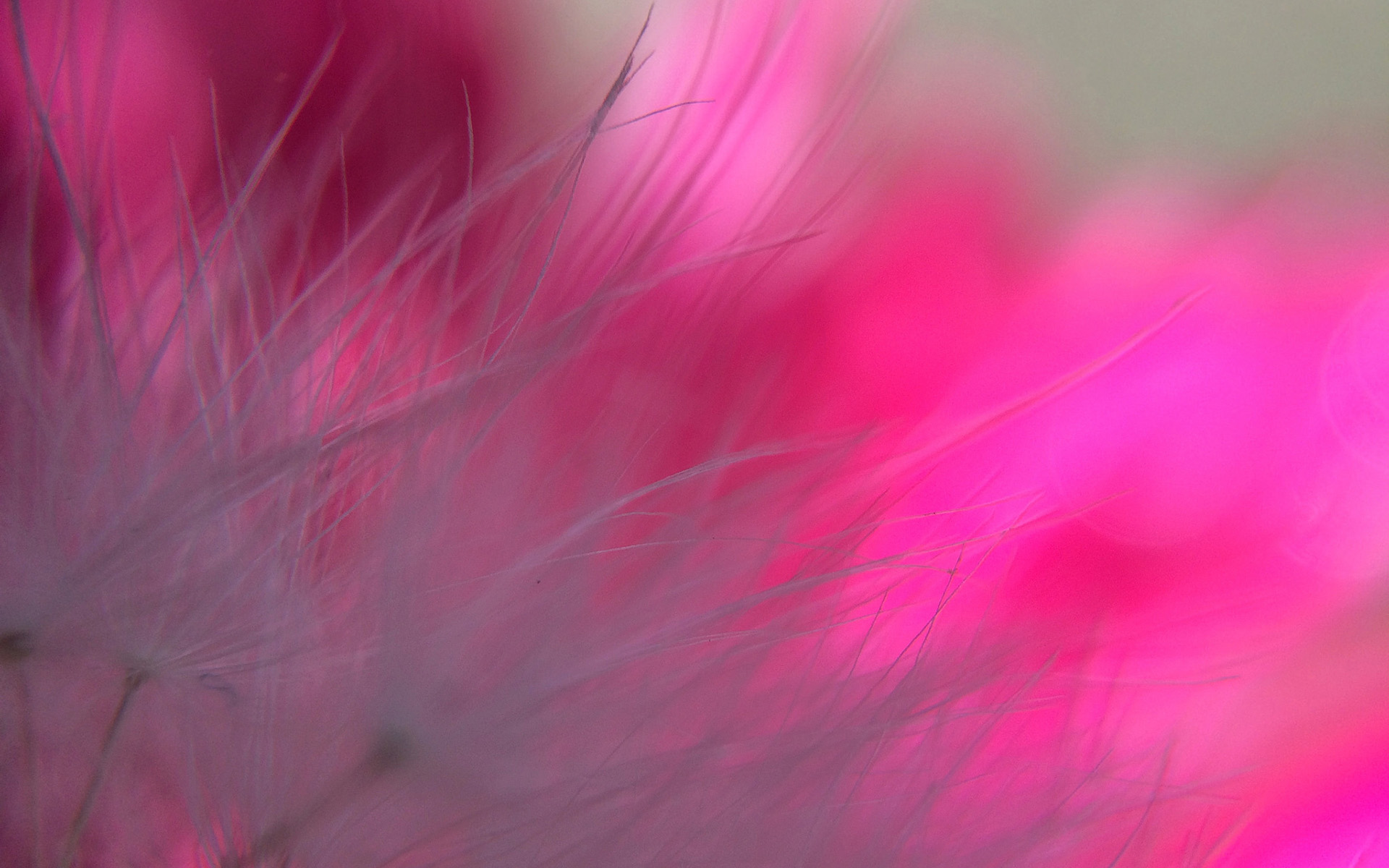 Téléchargez gratuitement l'image Fleurs, Fleur, Terre/nature sur le bureau de votre PC