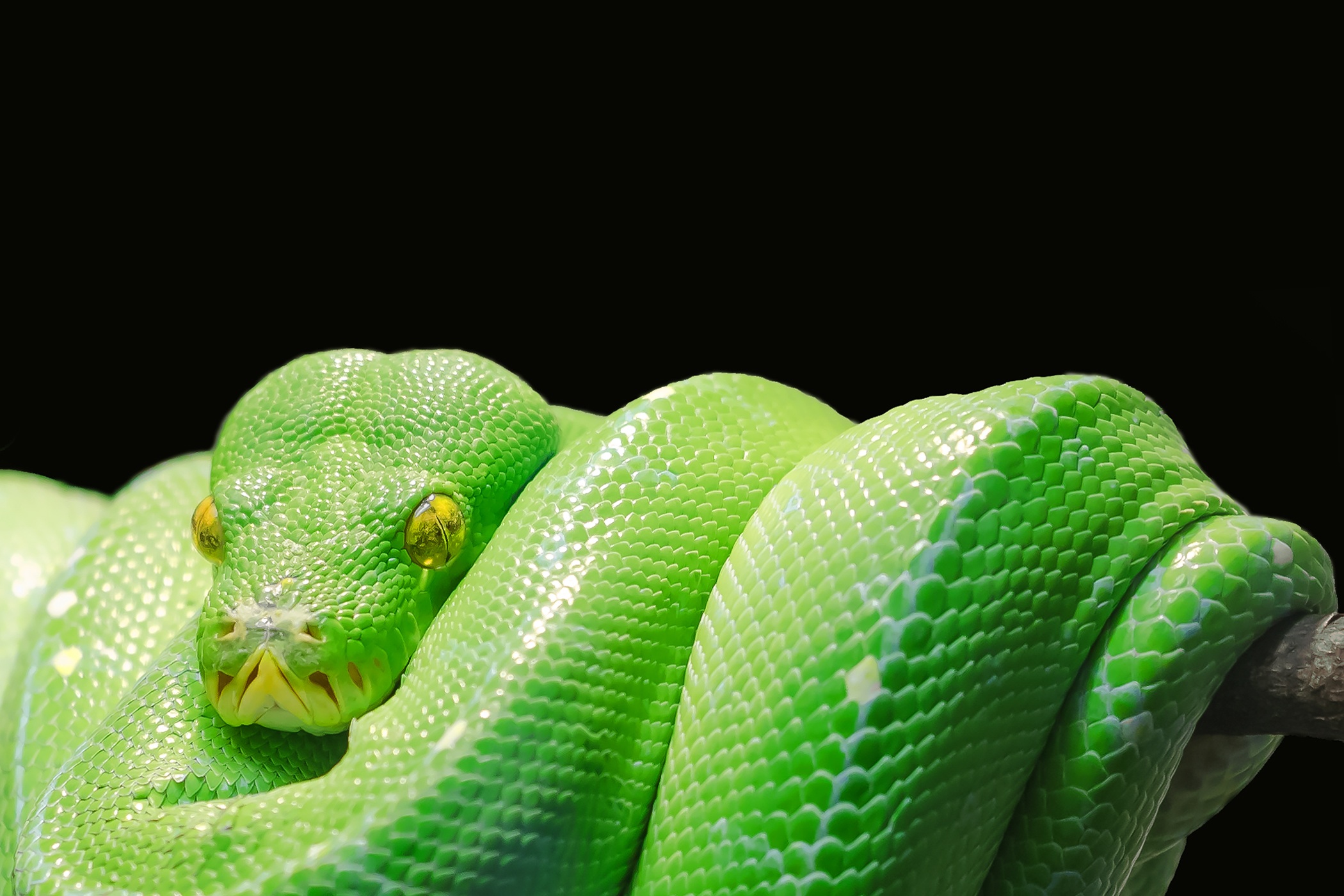 Скачать обои бесплатно Животные, Зеленый, Змея, Рептилии, Питон картинка на рабочий стол ПК