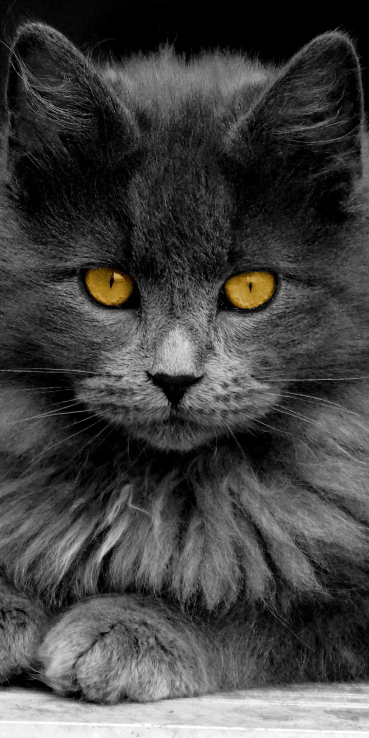 Download mobile wallpaper Cat, Cats, Animal for free.