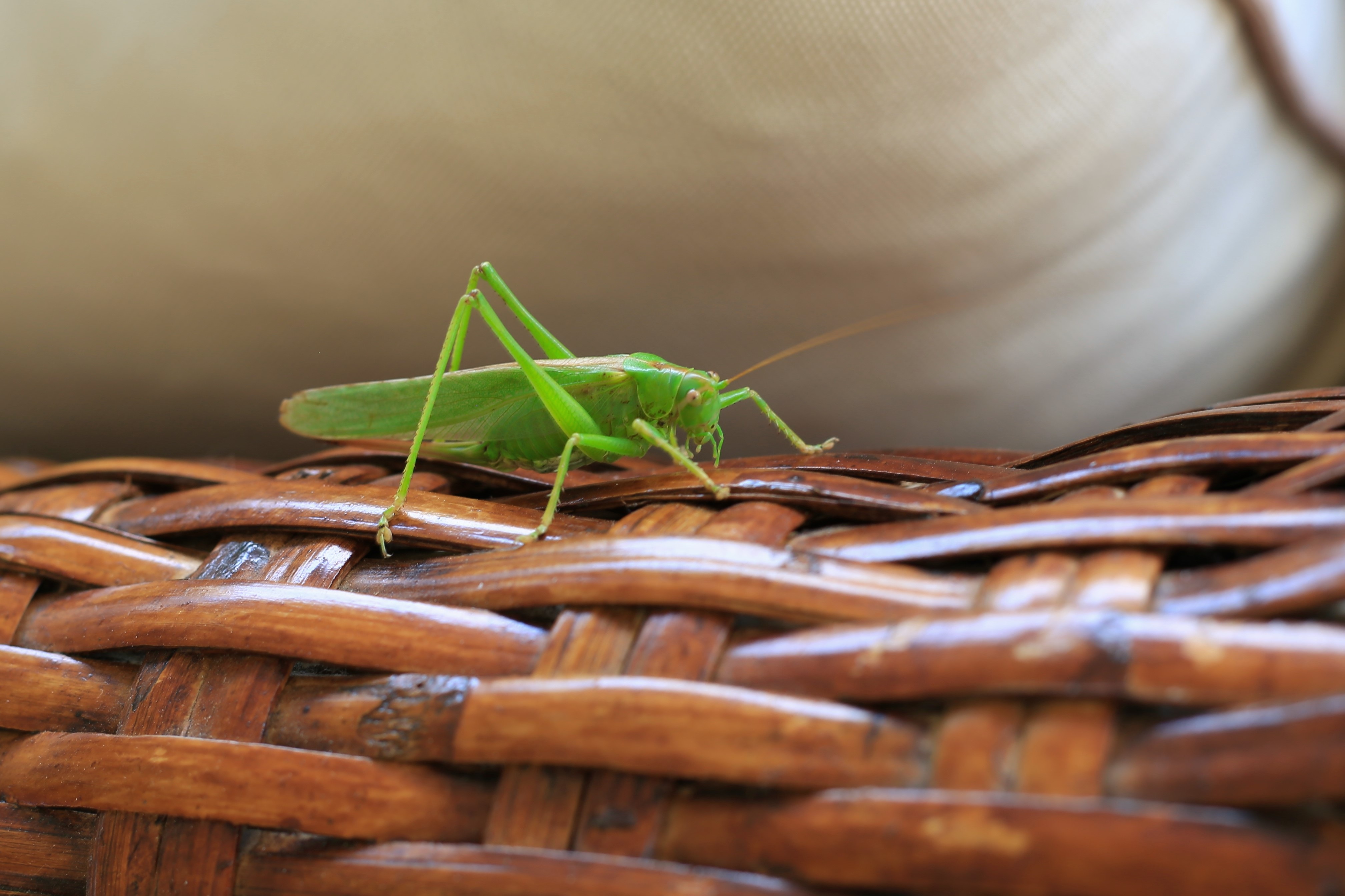 Free download wallpaper Insect, Animal, Grasshopper on your PC desktop