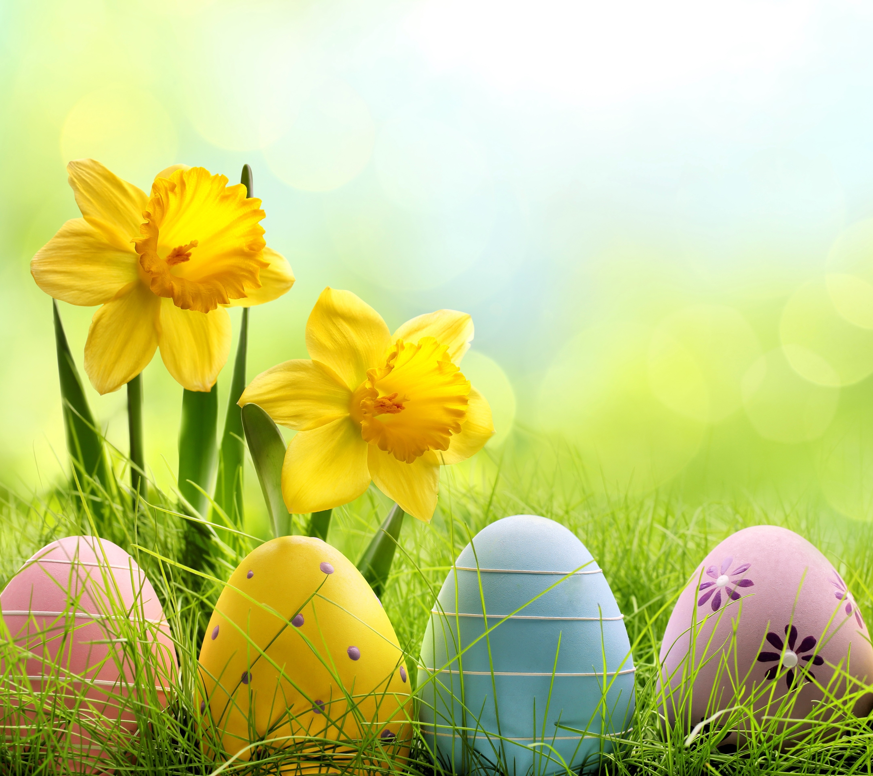 Free download wallpaper Grass, Easter, Flower, Holiday, Egg, Daffodil, Easter Egg on your PC desktop