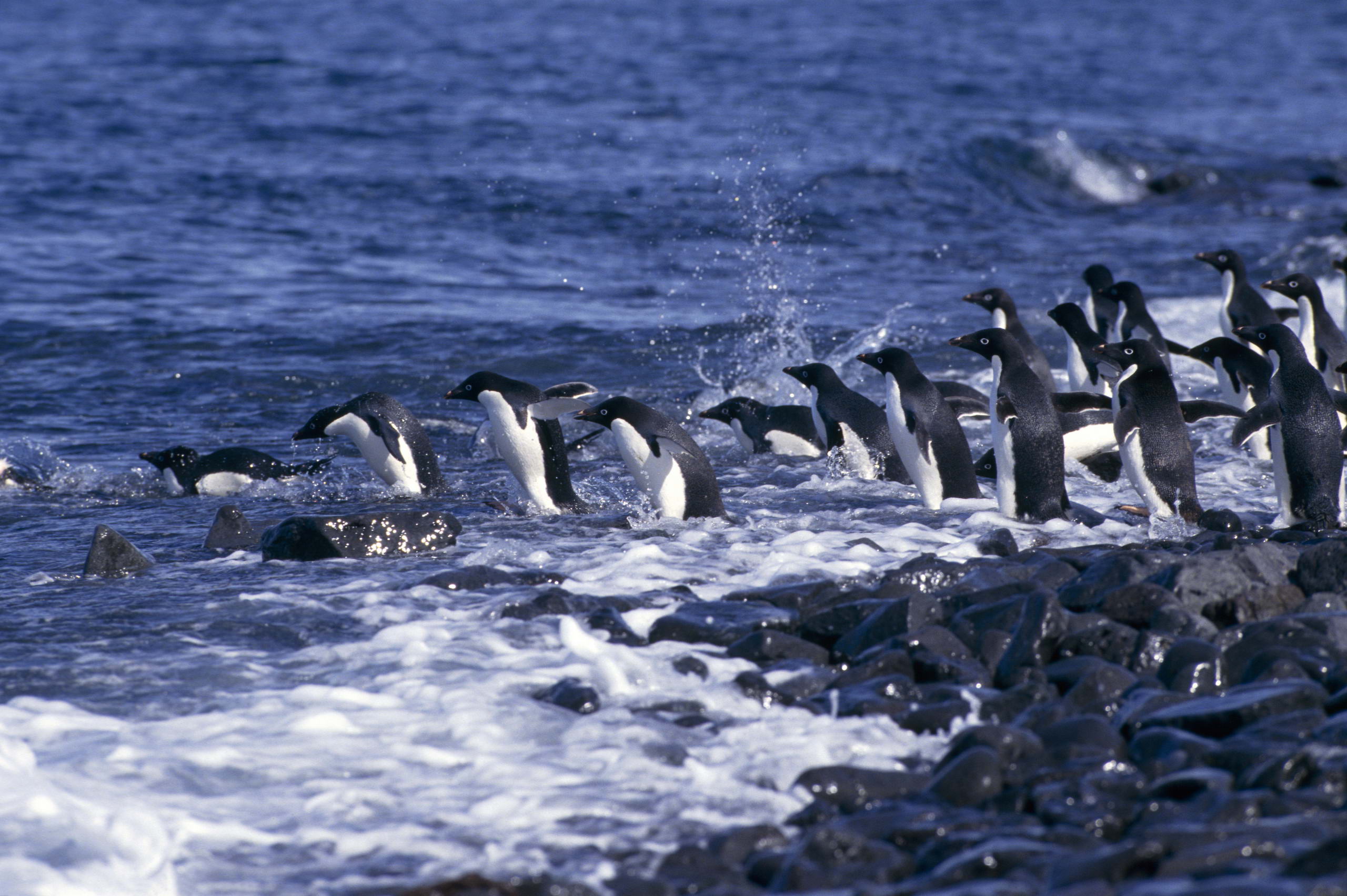 Descarga gratuita de fondo de pantalla para móvil de Pingüino, Aves, Animales.