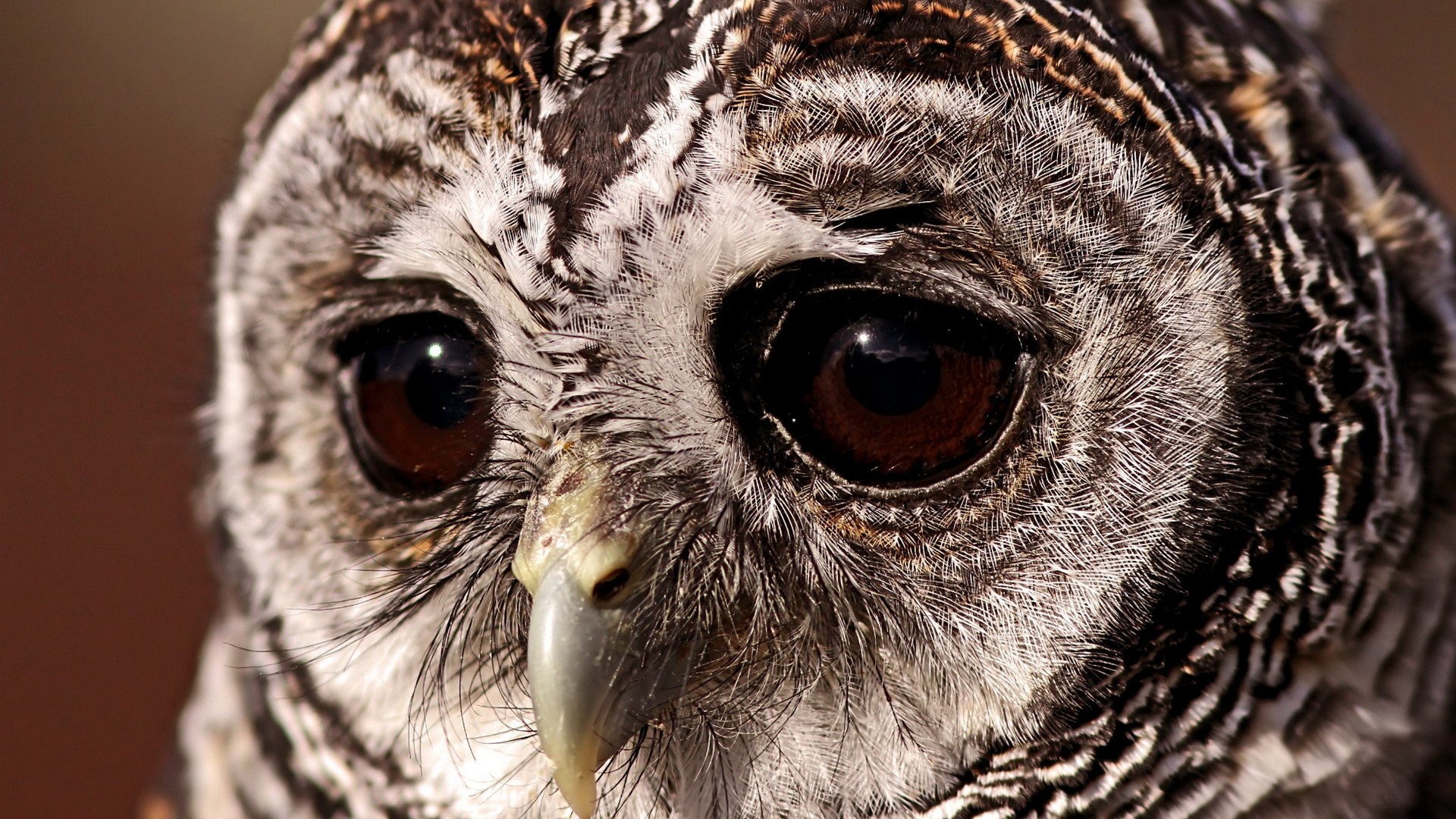 Desktop Backgrounds Owl 