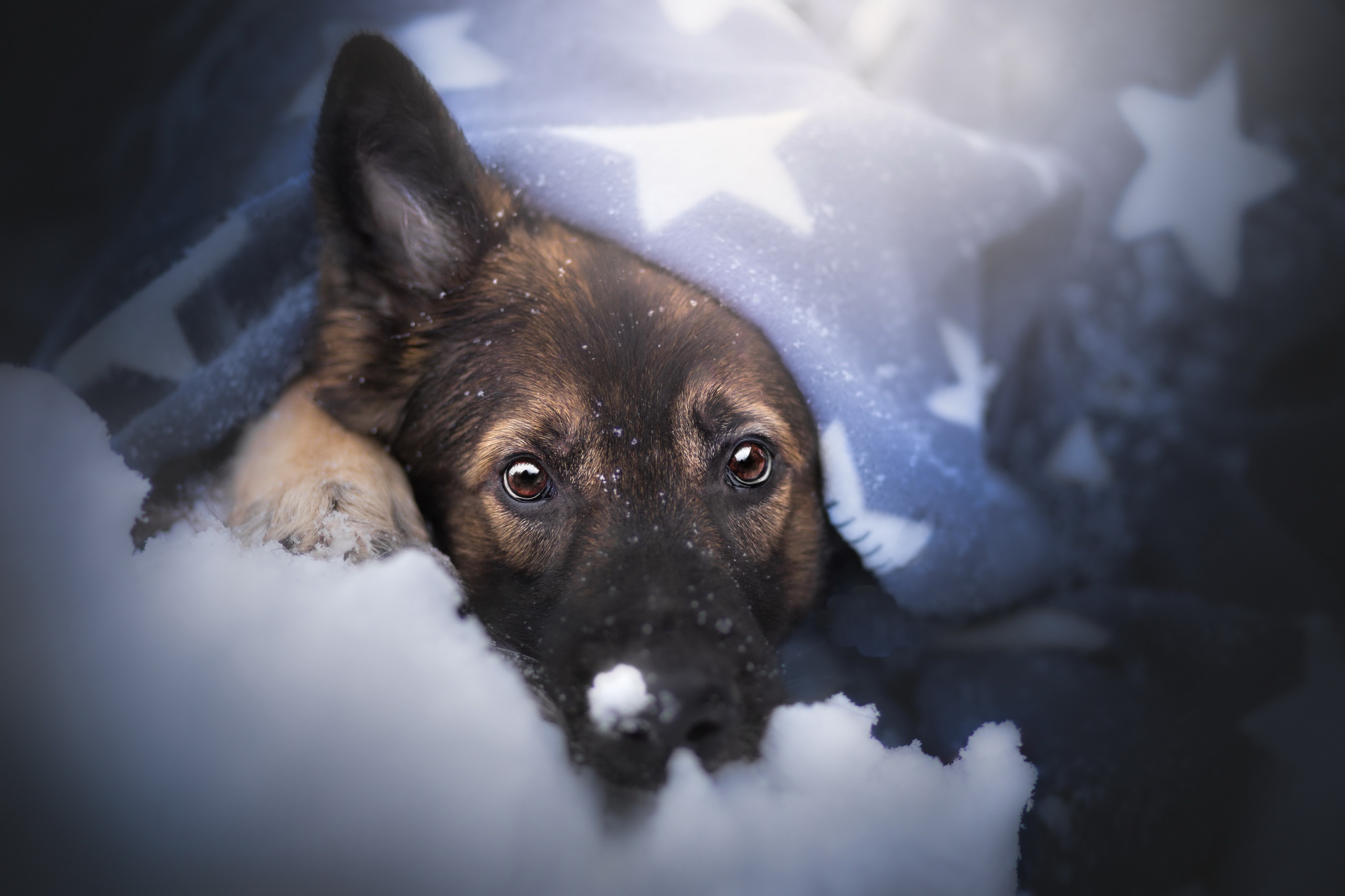 Free download wallpaper Dogs, Dog, Animal, Puppy, German Shepherd, Baby Animal on your PC desktop
