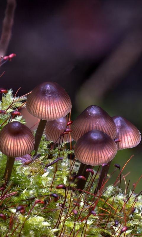 Handy-Wallpaper Natur, Makro, Pilz, Erde/natur kostenlos herunterladen.