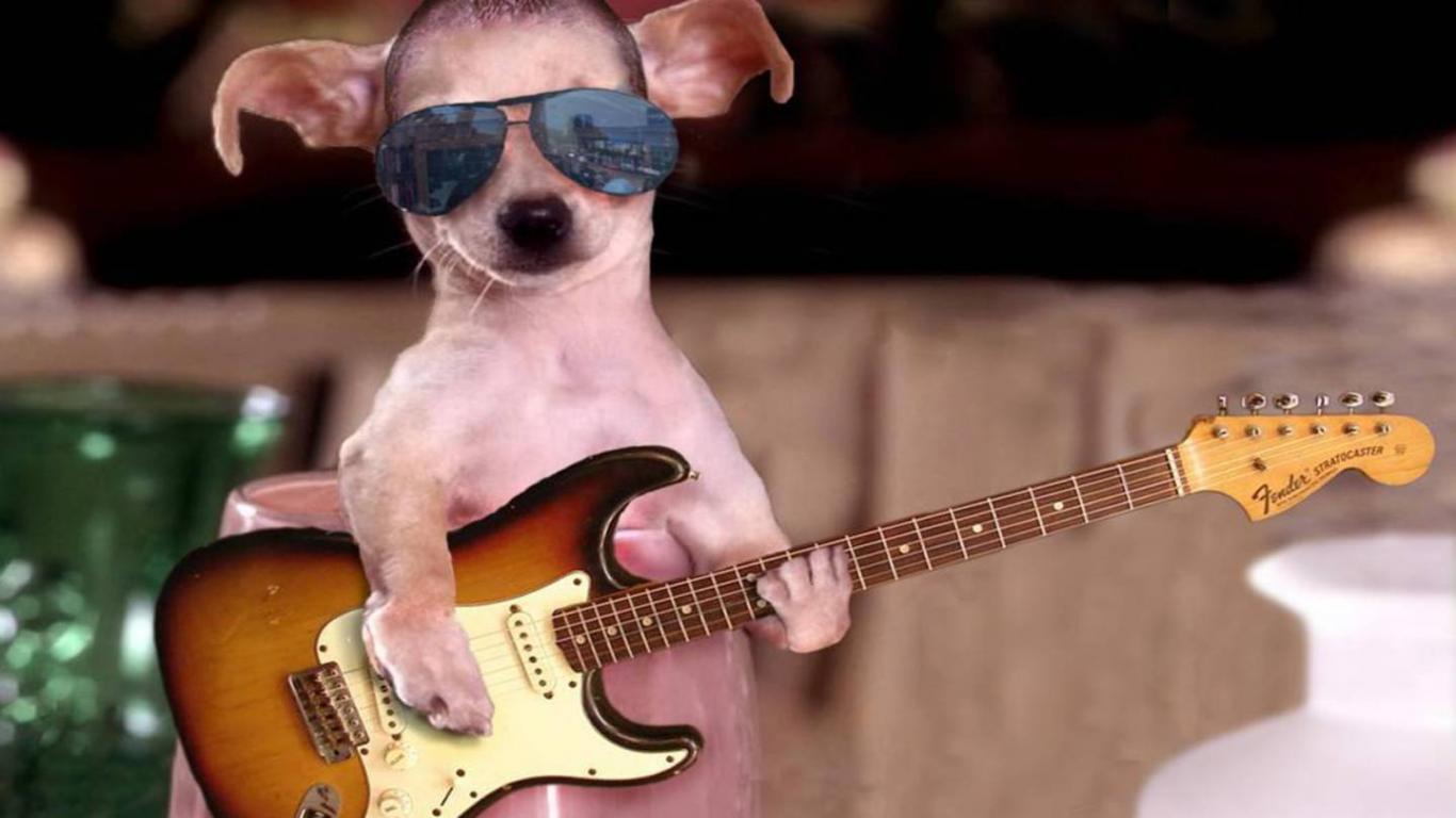 Laden Sie das Humor, Hund, Gitarre, Sonnenbrille-Bild kostenlos auf Ihren PC-Desktop herunter