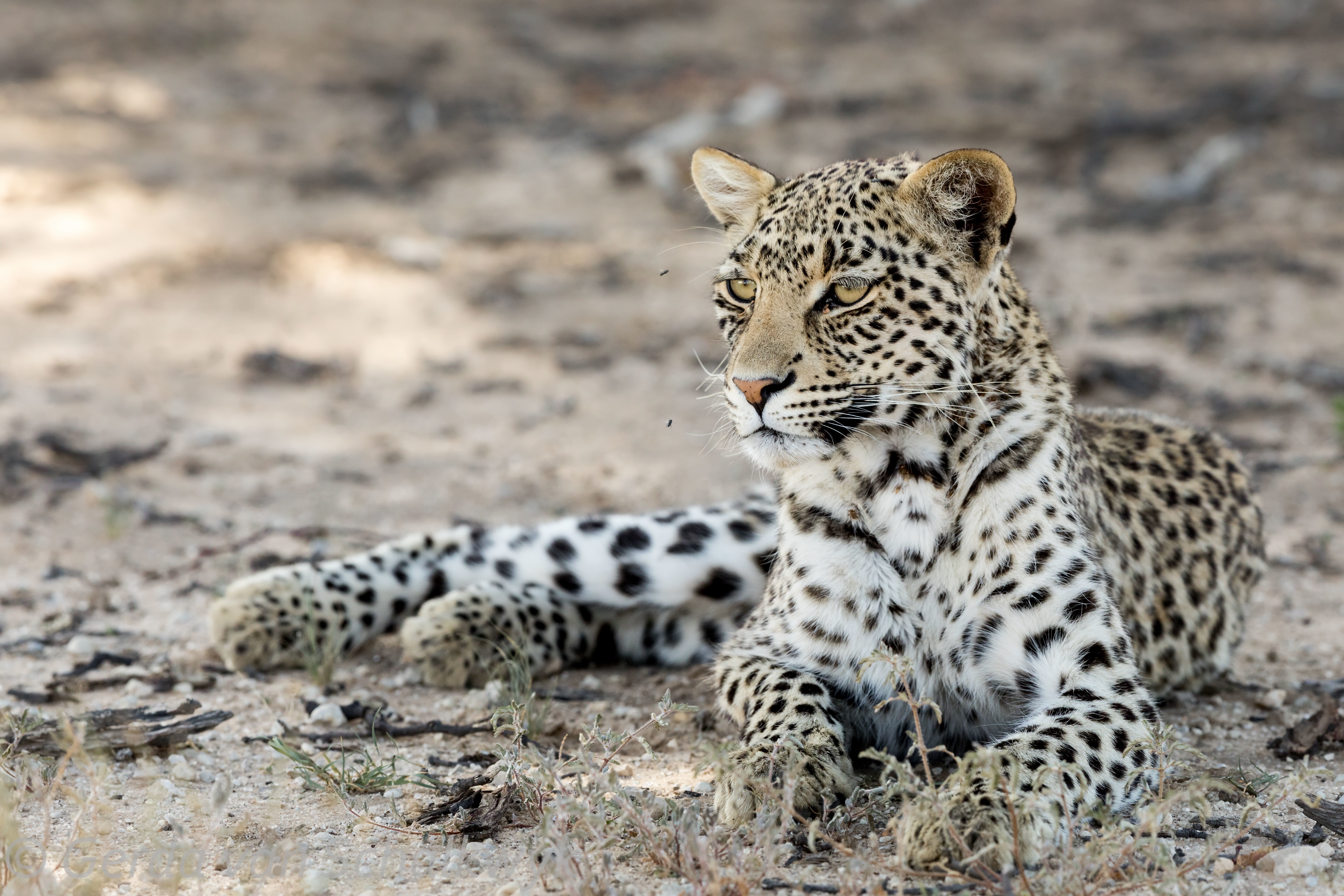 Baixar papel de parede para celular de Animais, Gatos, Leopardo gratuito.