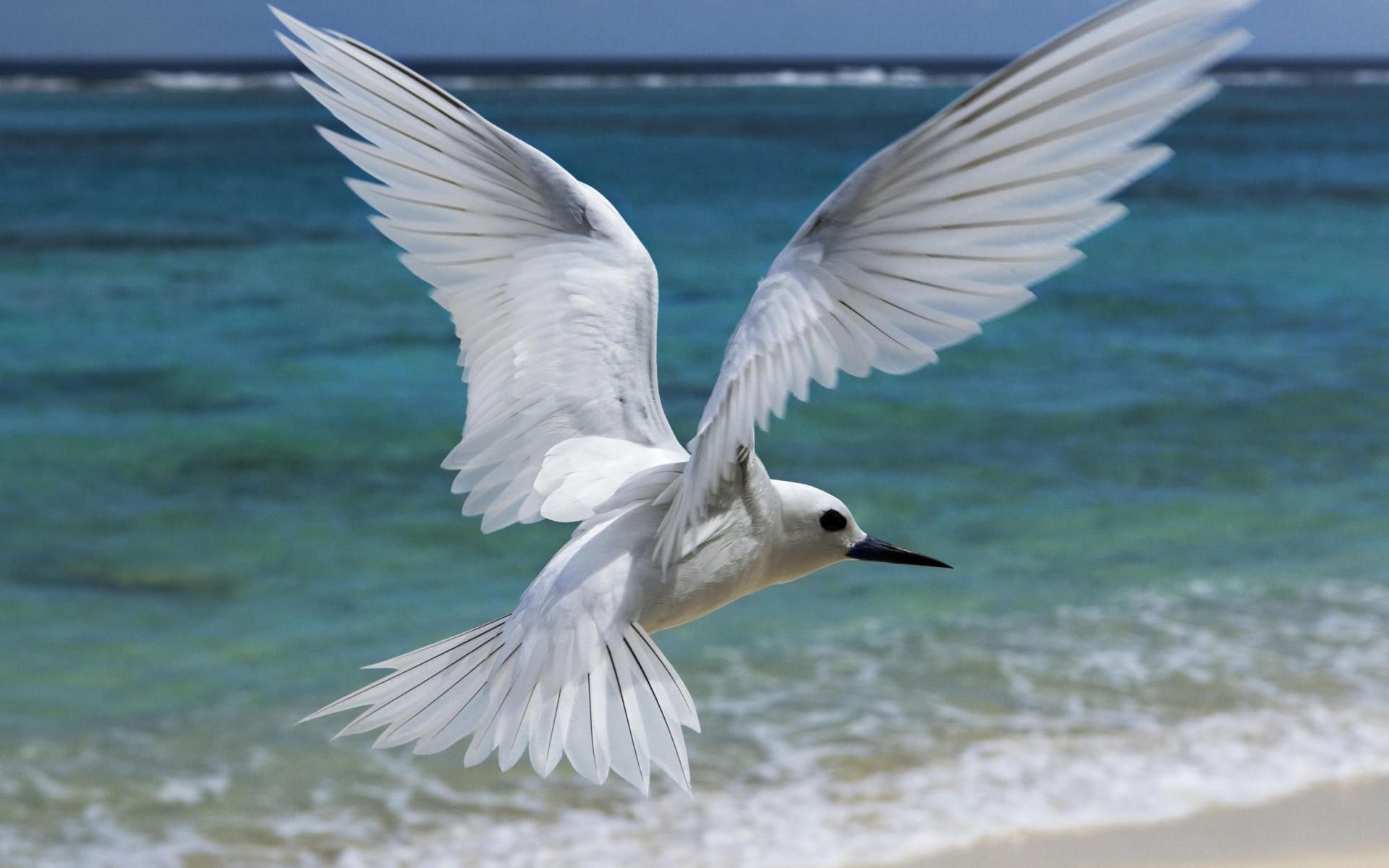 258632 descargar imagen animales, charrán, ave, volador, aves: fondos de pantalla y protectores de pantalla gratis