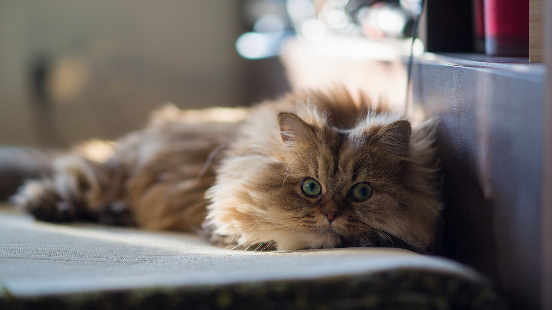 Baixe gratuitamente a imagem Animais, Gatos, Gato na área de trabalho do seu PC