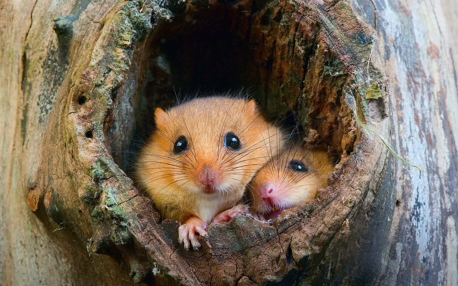 Laden Sie das Tiere, Maus-Bild kostenlos auf Ihren PC-Desktop herunter