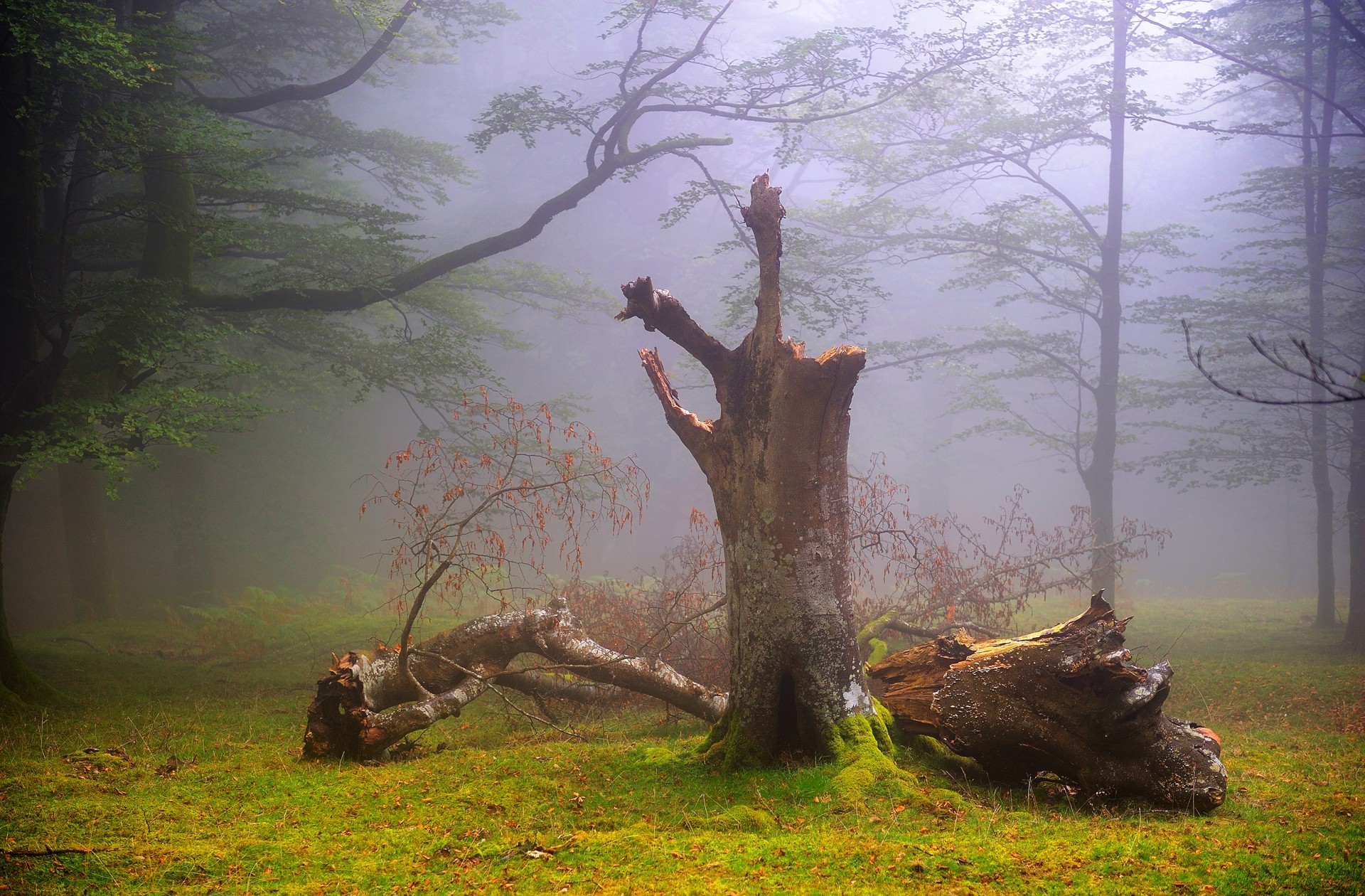 344074 завантажити картинку туман, земля, дерево, ліс, стовбур, дерева - шпалери і заставки безкоштовно