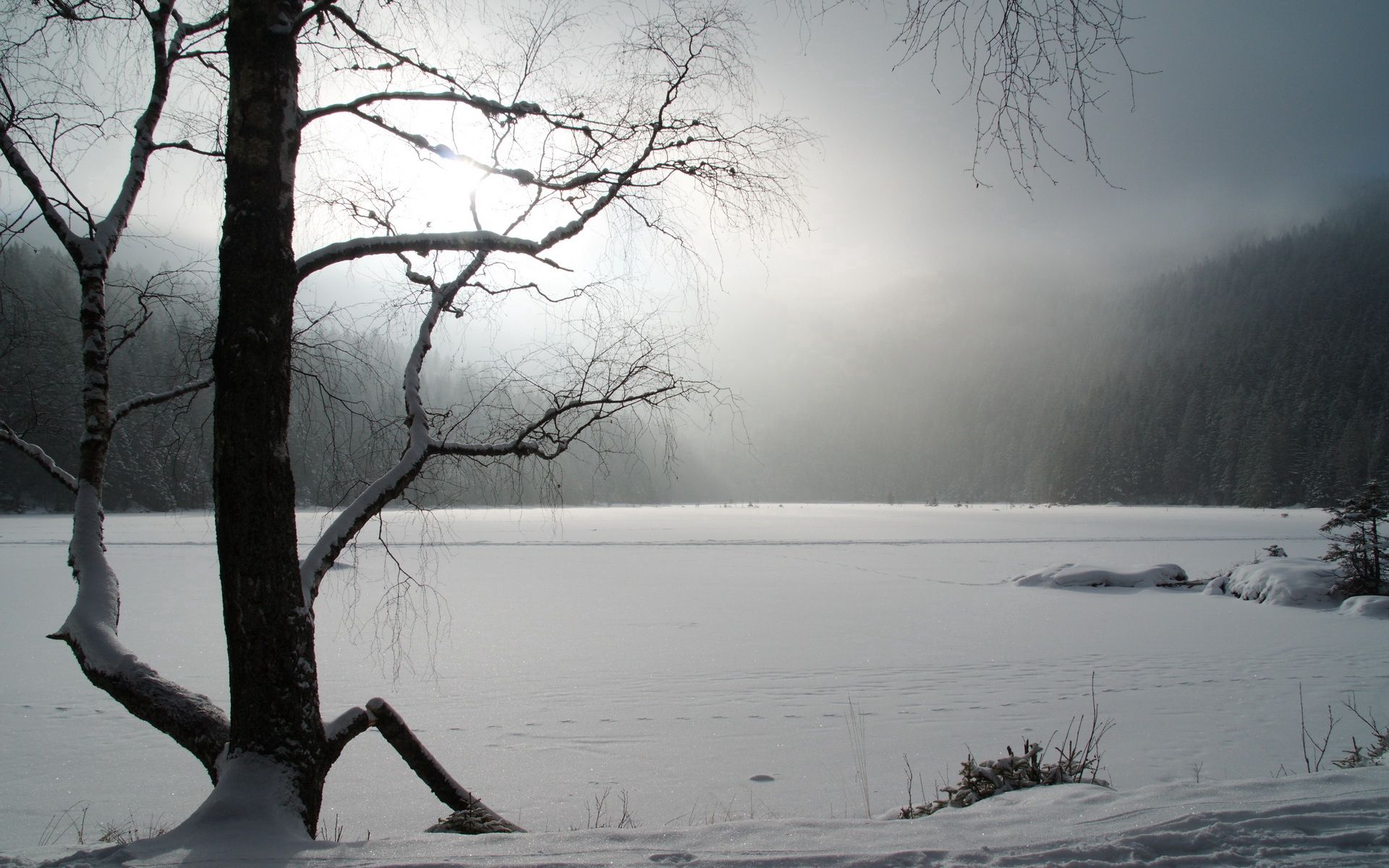 frozen, winter, nature, snow, lake, wood, tree