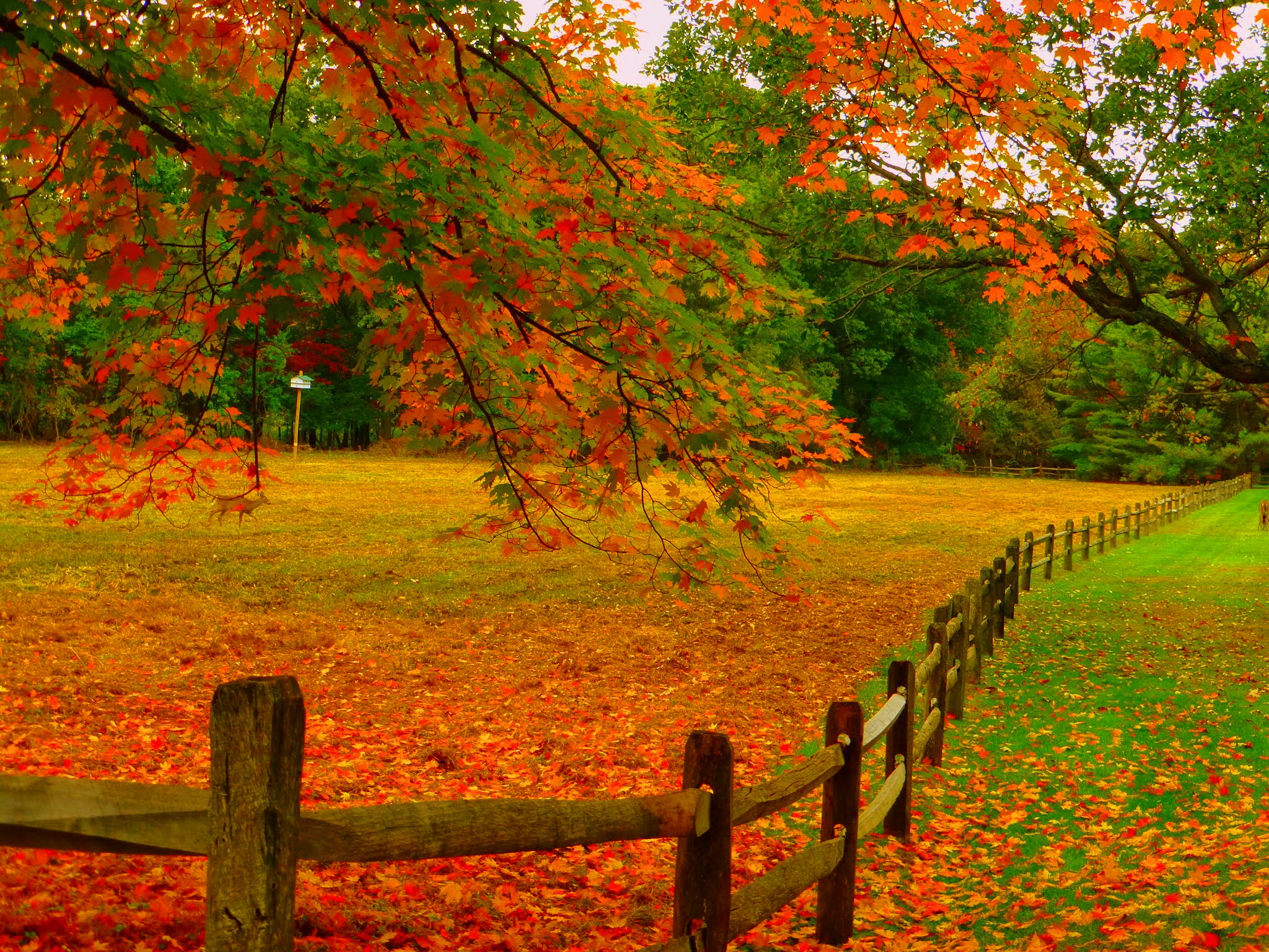 Free download wallpaper Park, Tree, Fall, Fence, Man Made on your PC desktop