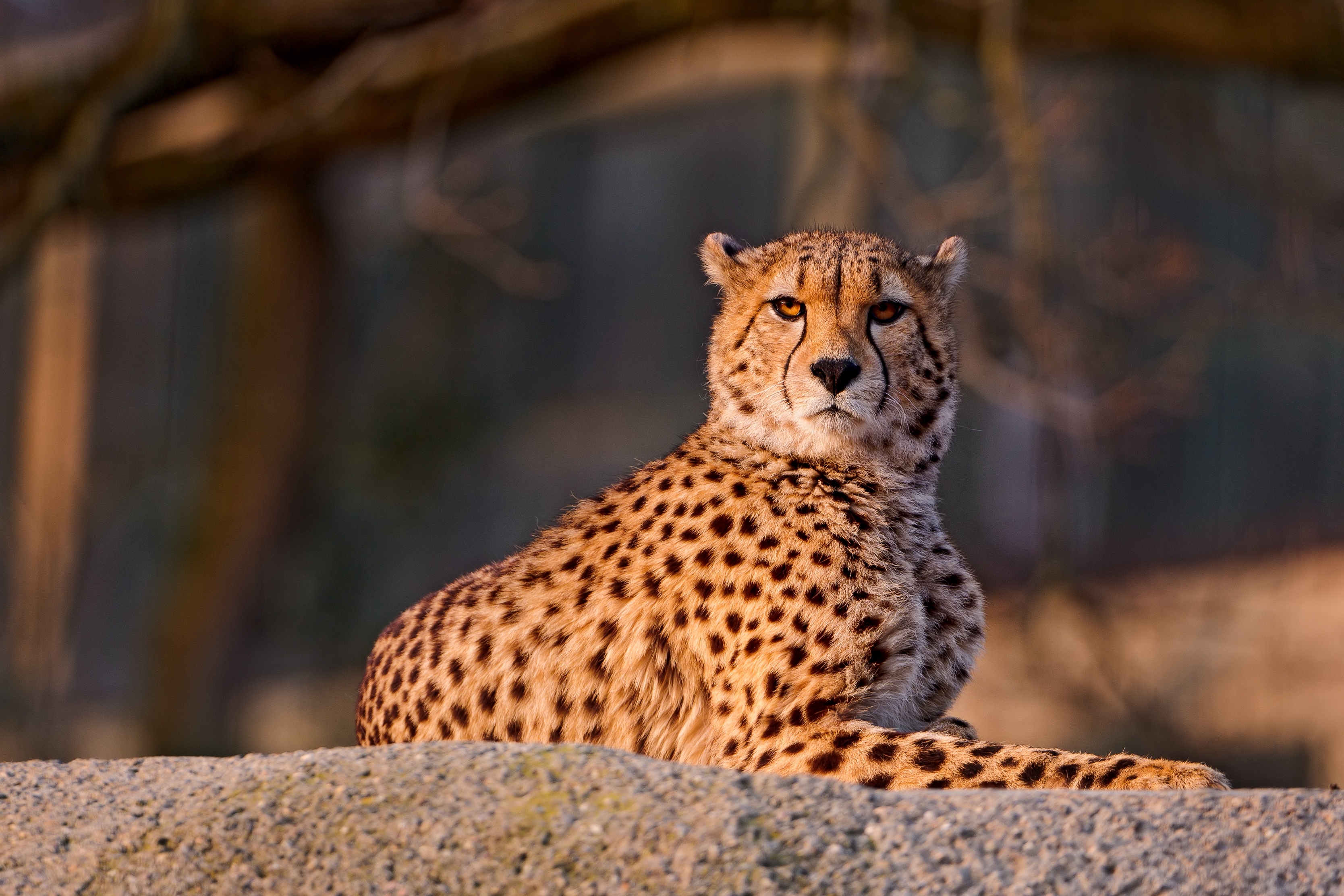 spotted, cheetah, animals, to lie down, lie, spotty, predator, big cat HD for desktop 1080p