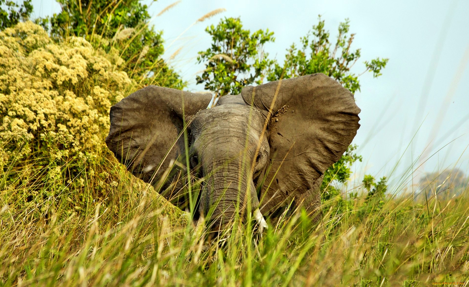 Download mobile wallpaper Elephants, Animal, African Bush Elephant for free.