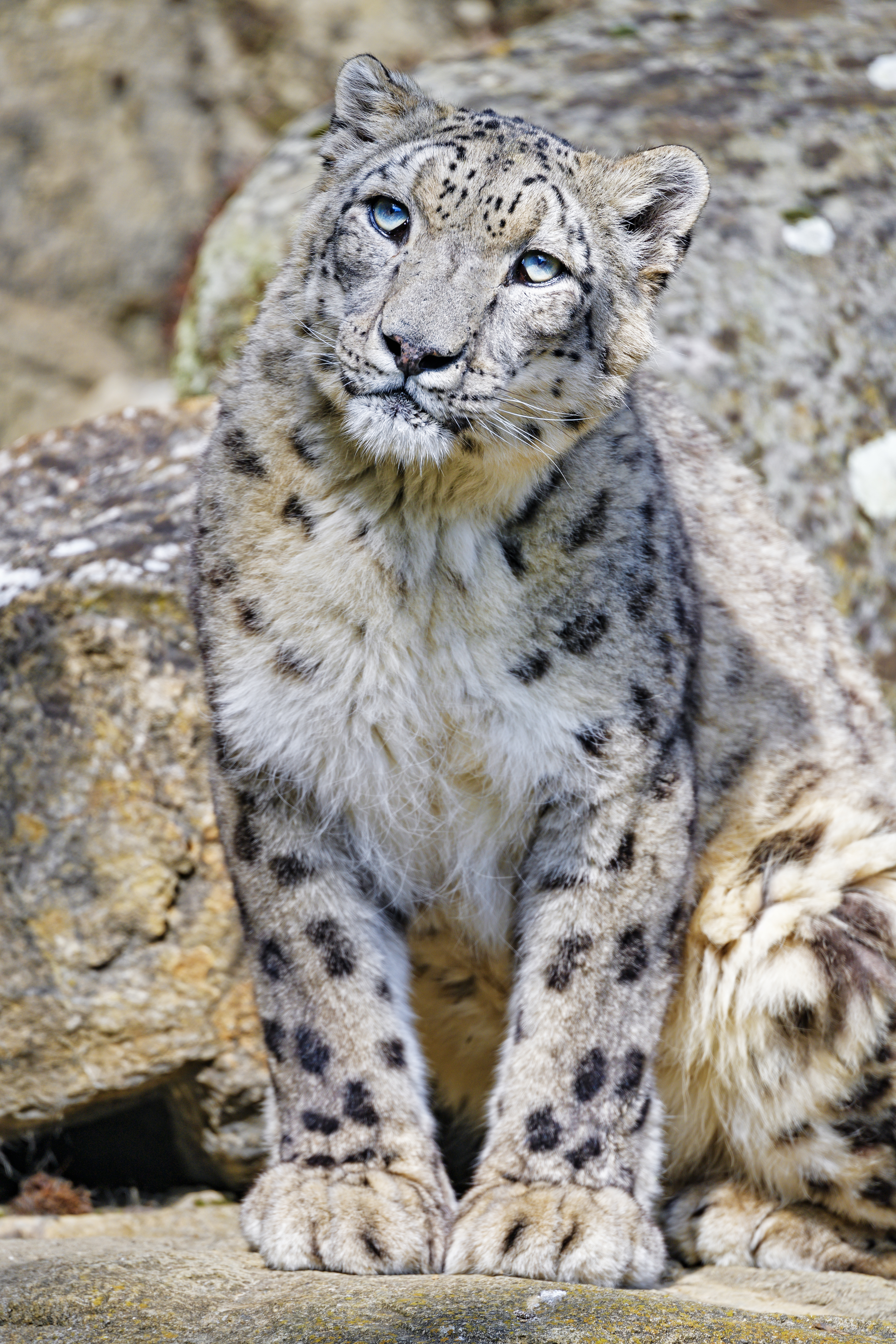 153797 baixar papel de parede animais, snow leopard, predator, predador, gato grande, animal, irbis - protetores de tela e imagens gratuitamente