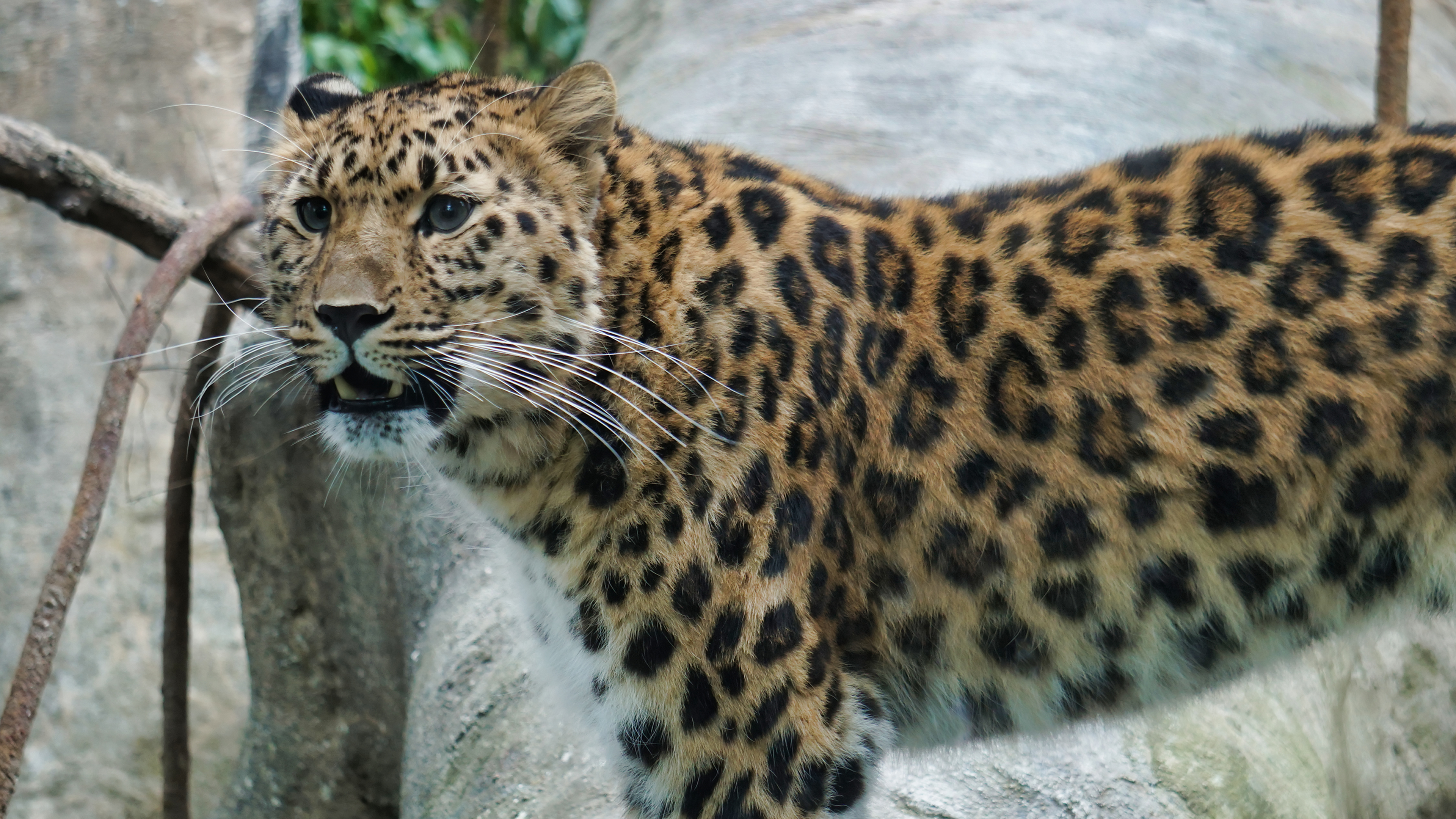 Handy-Wallpaper Leopard, Katzen, Tiere kostenlos herunterladen.