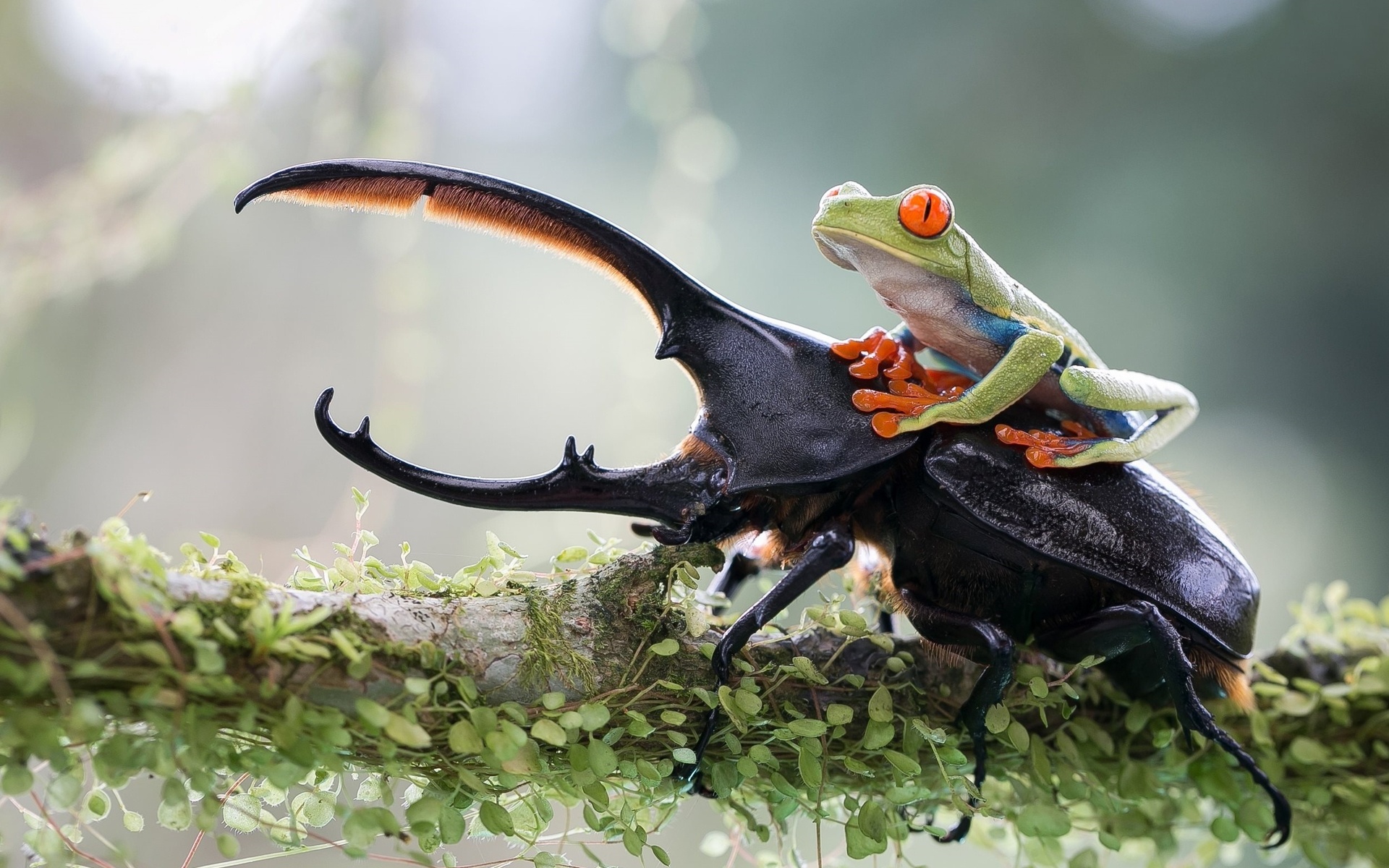 Laden Sie das Tiere, Käfer, Frosch, Sonstiges-Bild kostenlos auf Ihren PC-Desktop herunter