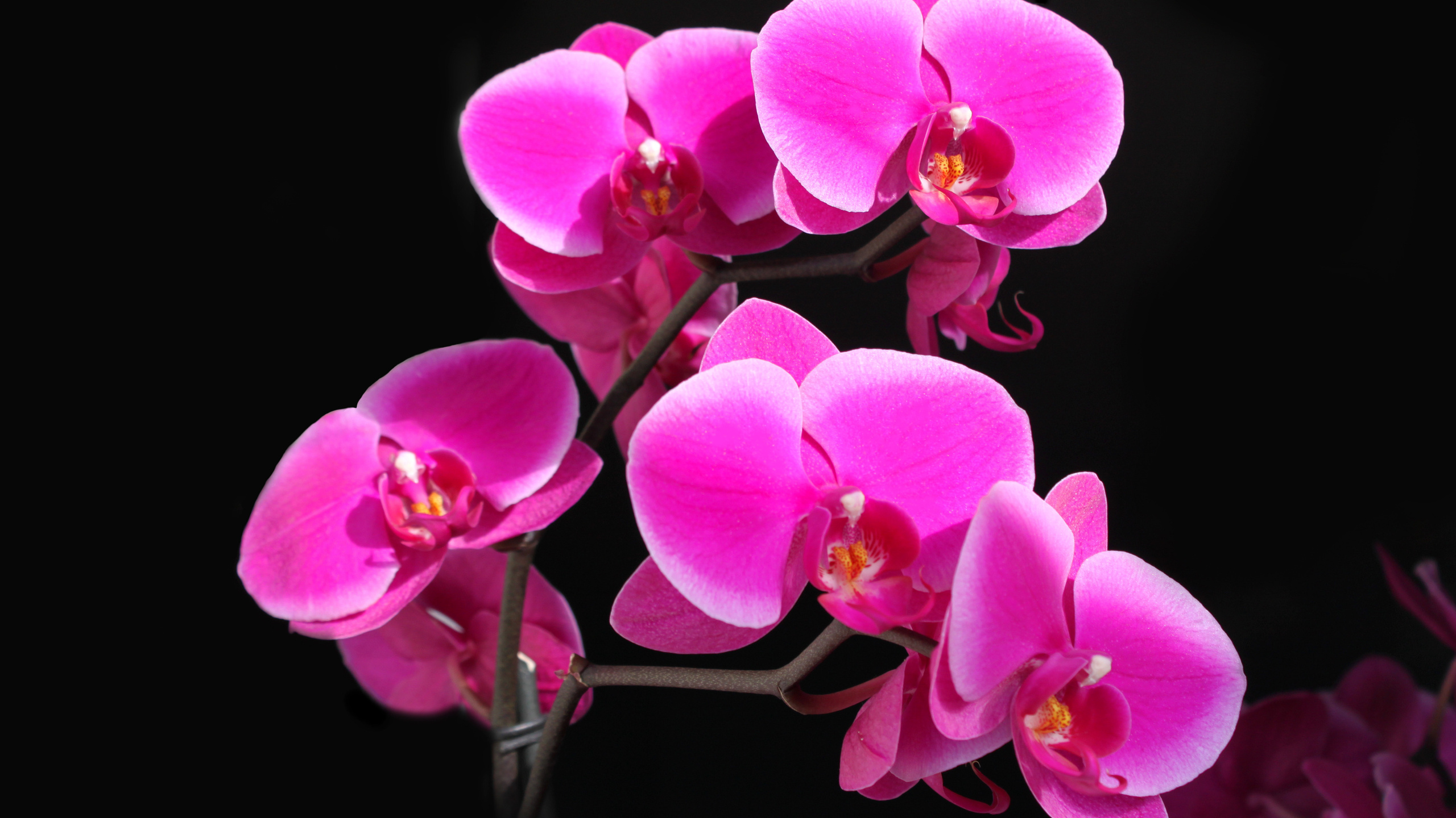 Téléchargez gratuitement l'image Fleur, Orchidée, Terre/nature, Fleur Rose sur le bureau de votre PC
