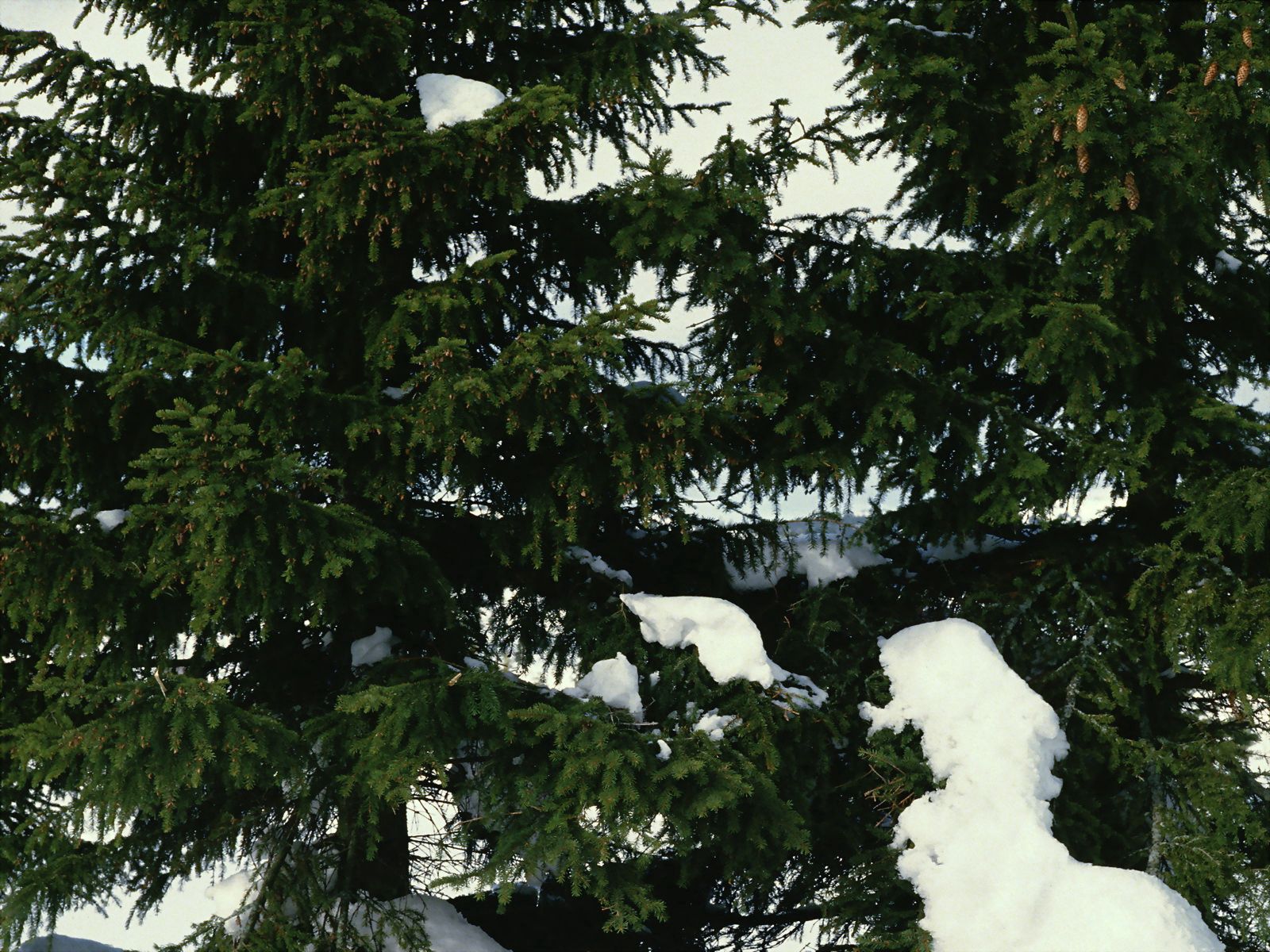 Laden Sie das Natur, Geäst, Zweige, Aß, Aßen, Schnee-Bild kostenlos auf Ihren PC-Desktop herunter