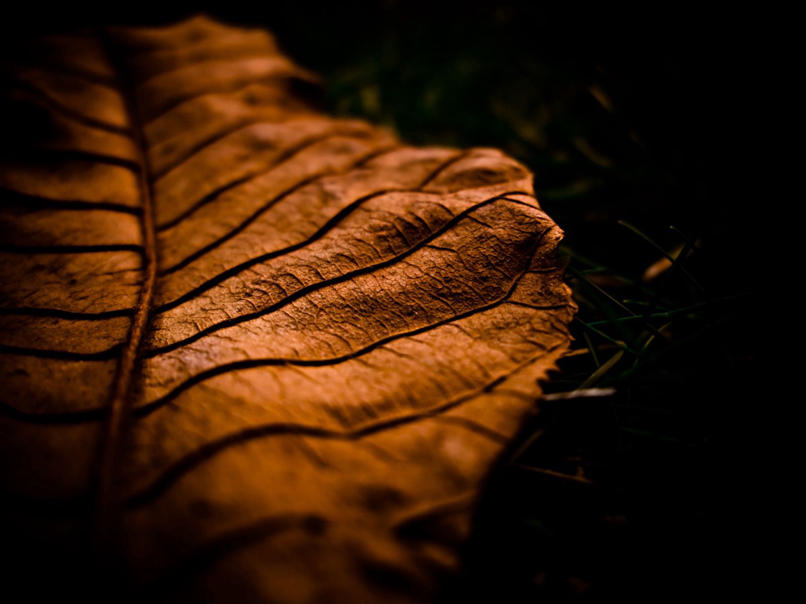 Download mobile wallpaper Shadow, Dry, Sheet, Leaf, Brown, Dark for free.