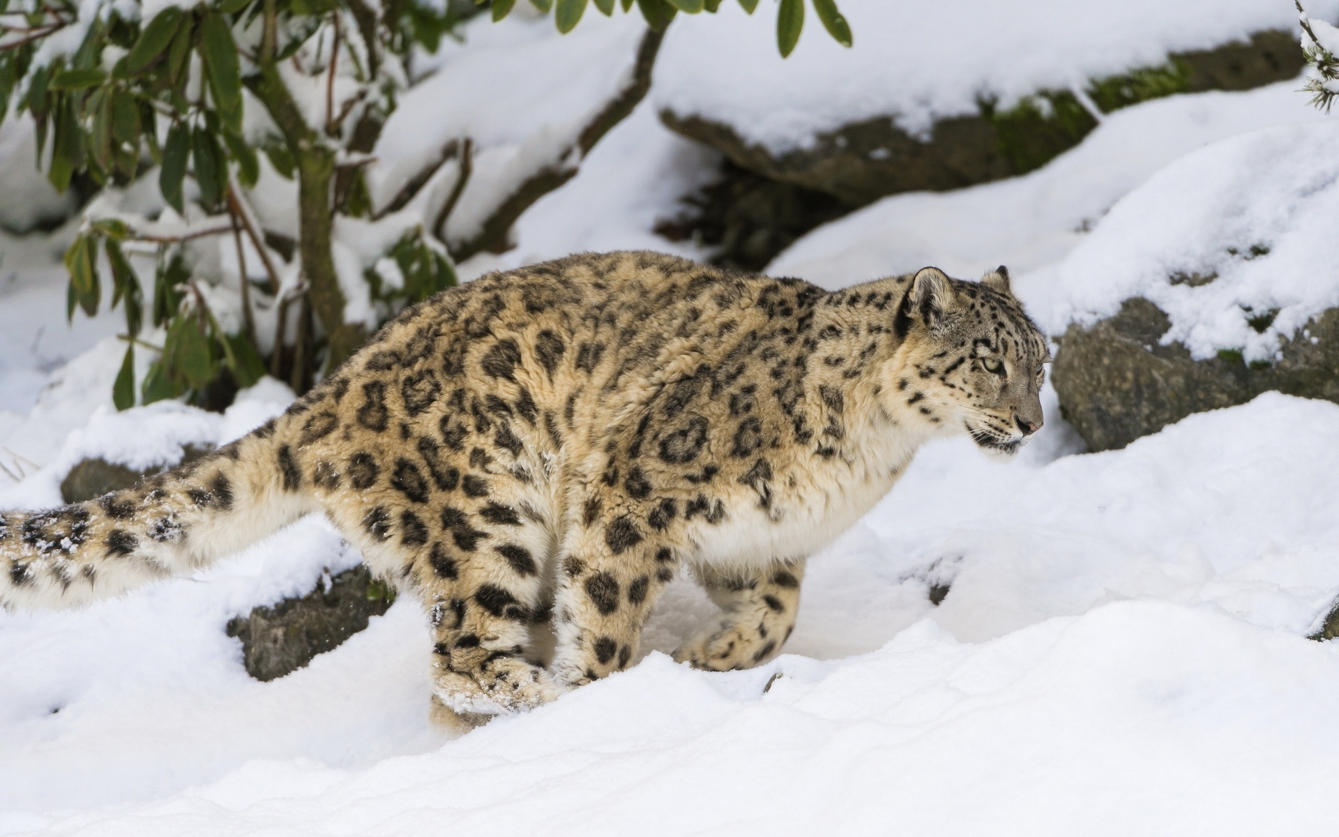 Baixar papel de parede para celular de Animais, Leopardo Das Neves gratuito.