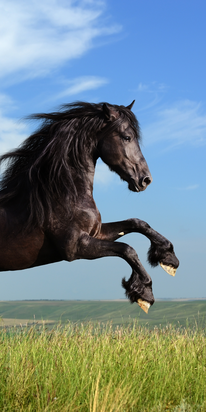 1326032 Hintergrundbild herunterladen tiere, friesisches pferd, pferd, hauspferd - Bildschirmschoner und Bilder kostenlos
