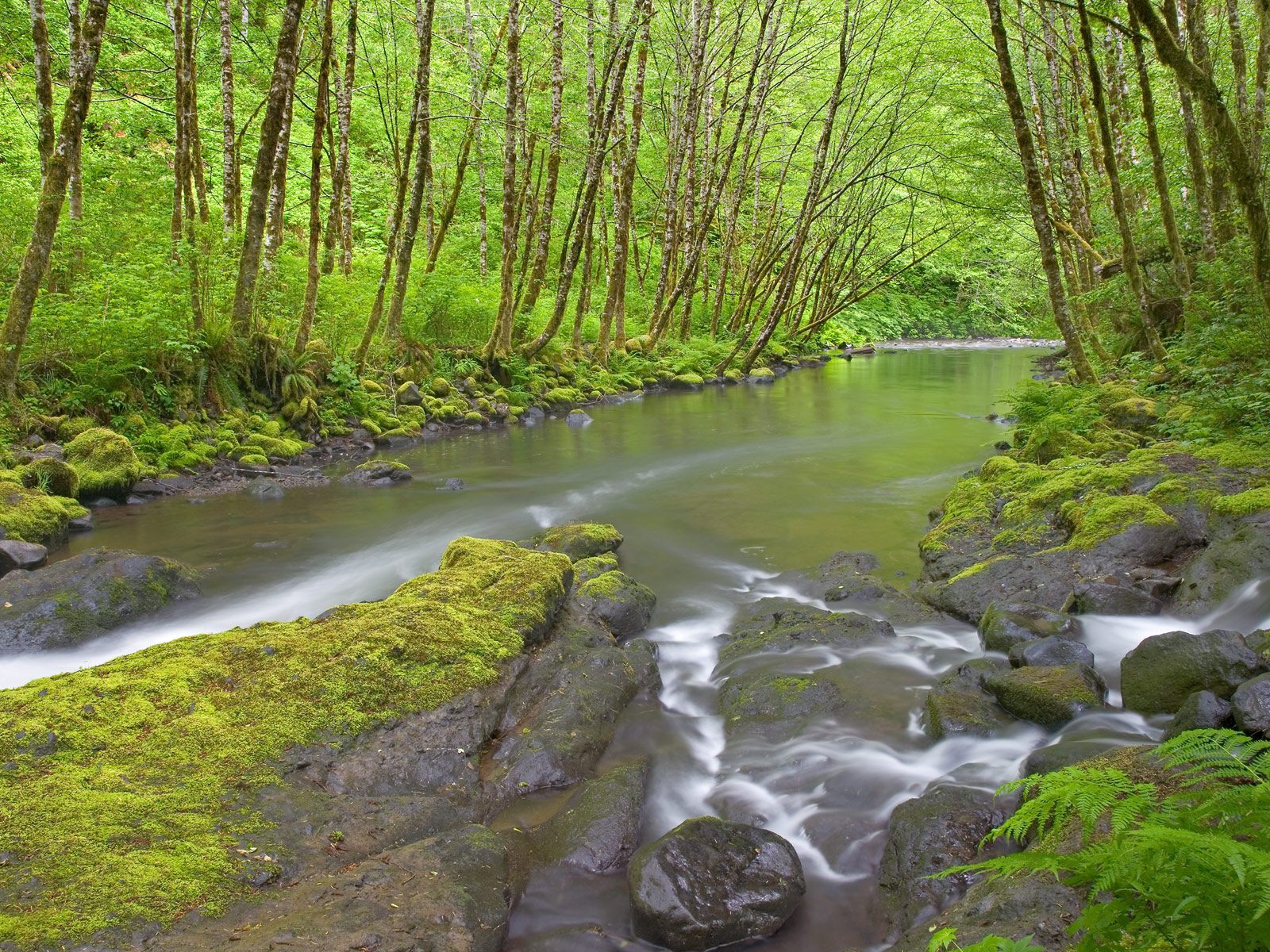 Laden Sie das Landschaft, Wasser, Bäume, Flüsse-Bild kostenlos auf Ihren PC-Desktop herunter