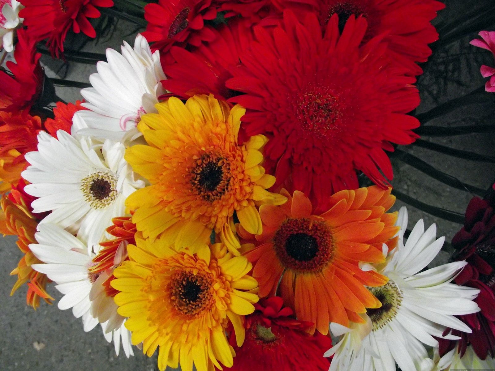 Téléchargez des papiers peints mobile Différent, Gerberas, Brillant, Bouquet, Fleurs gratuitement.