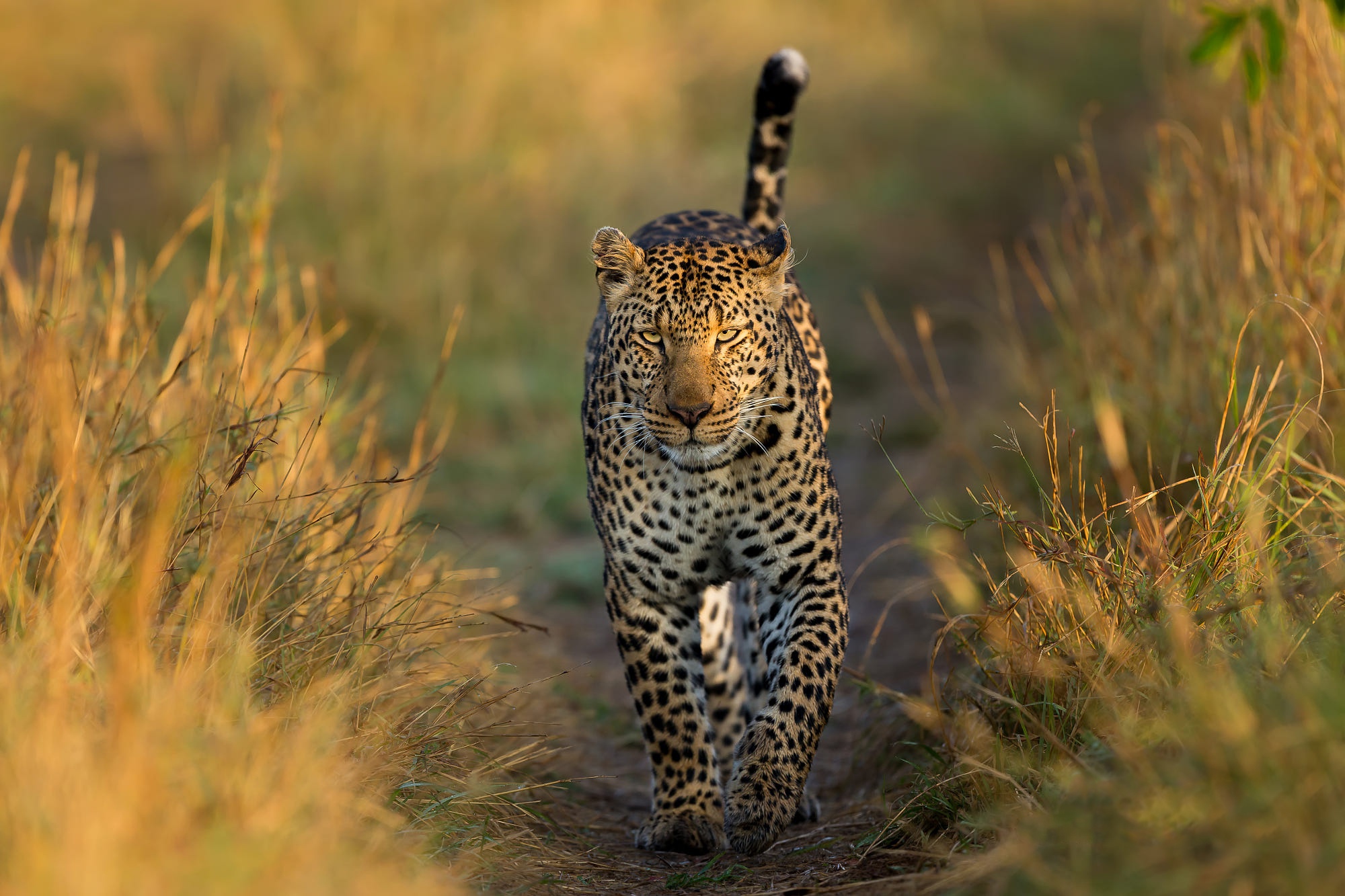 Baixar papel de parede para celular de Animais, Gatos, Leopardo gratuito.