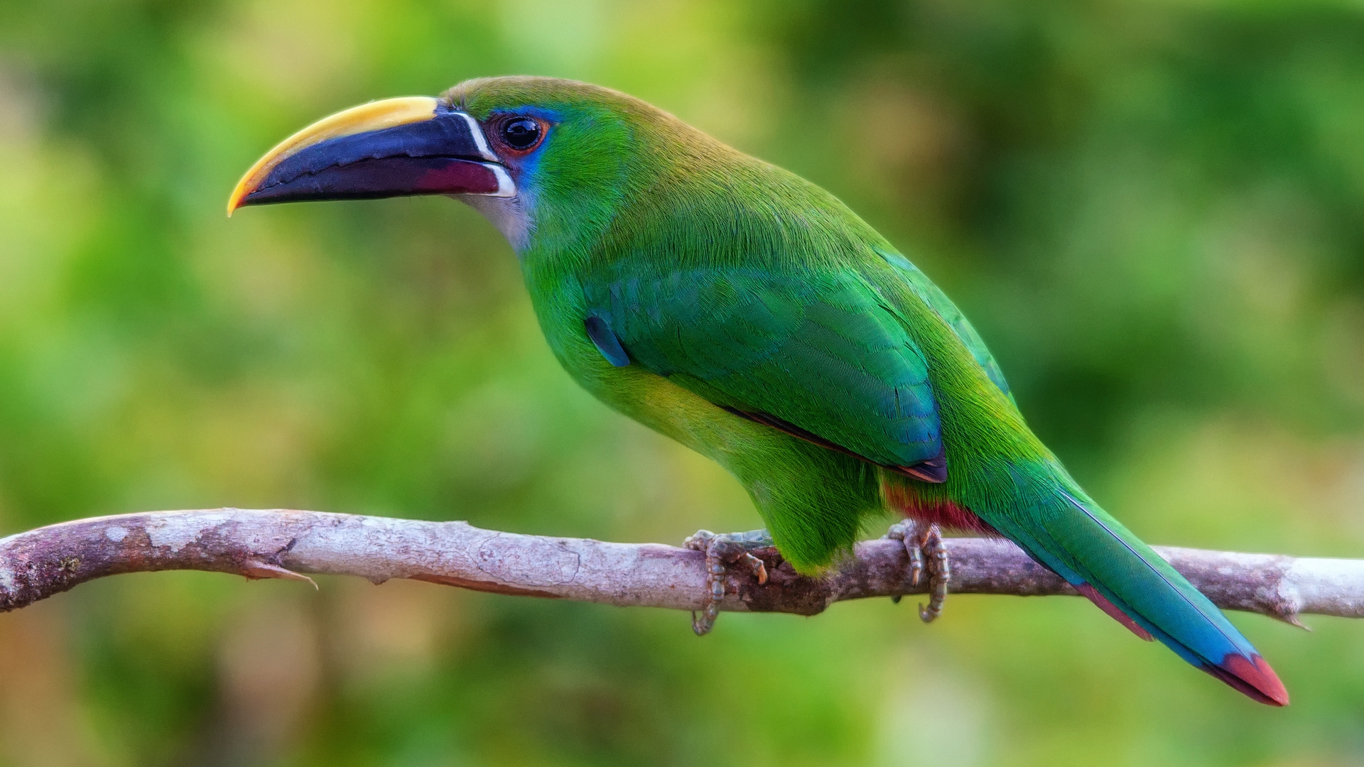 Baixar papel de parede para celular de Animais, Tucano gratuito.