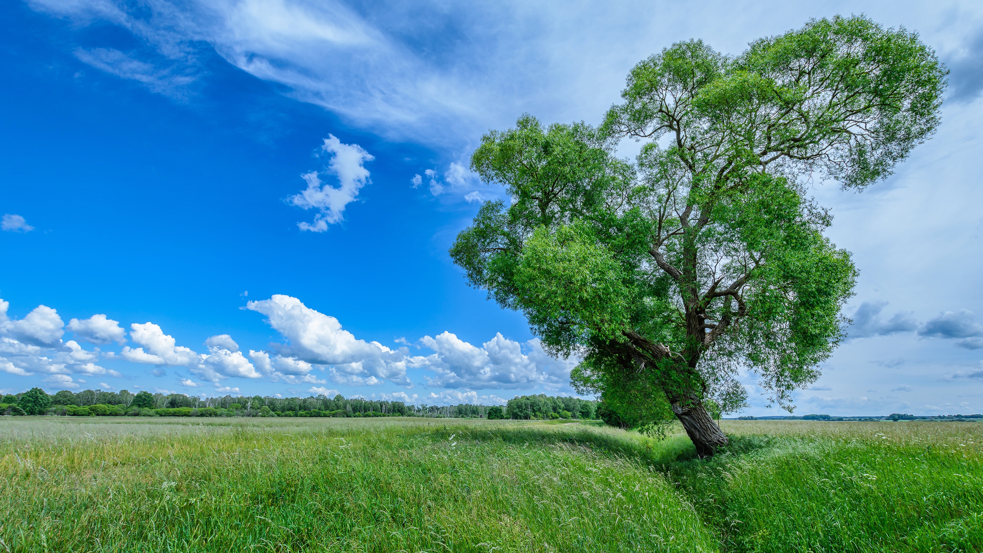 Download mobile wallpaper Trees, Grass, Sky, Summer, Tree, Earth, Field, Cloud for free.
