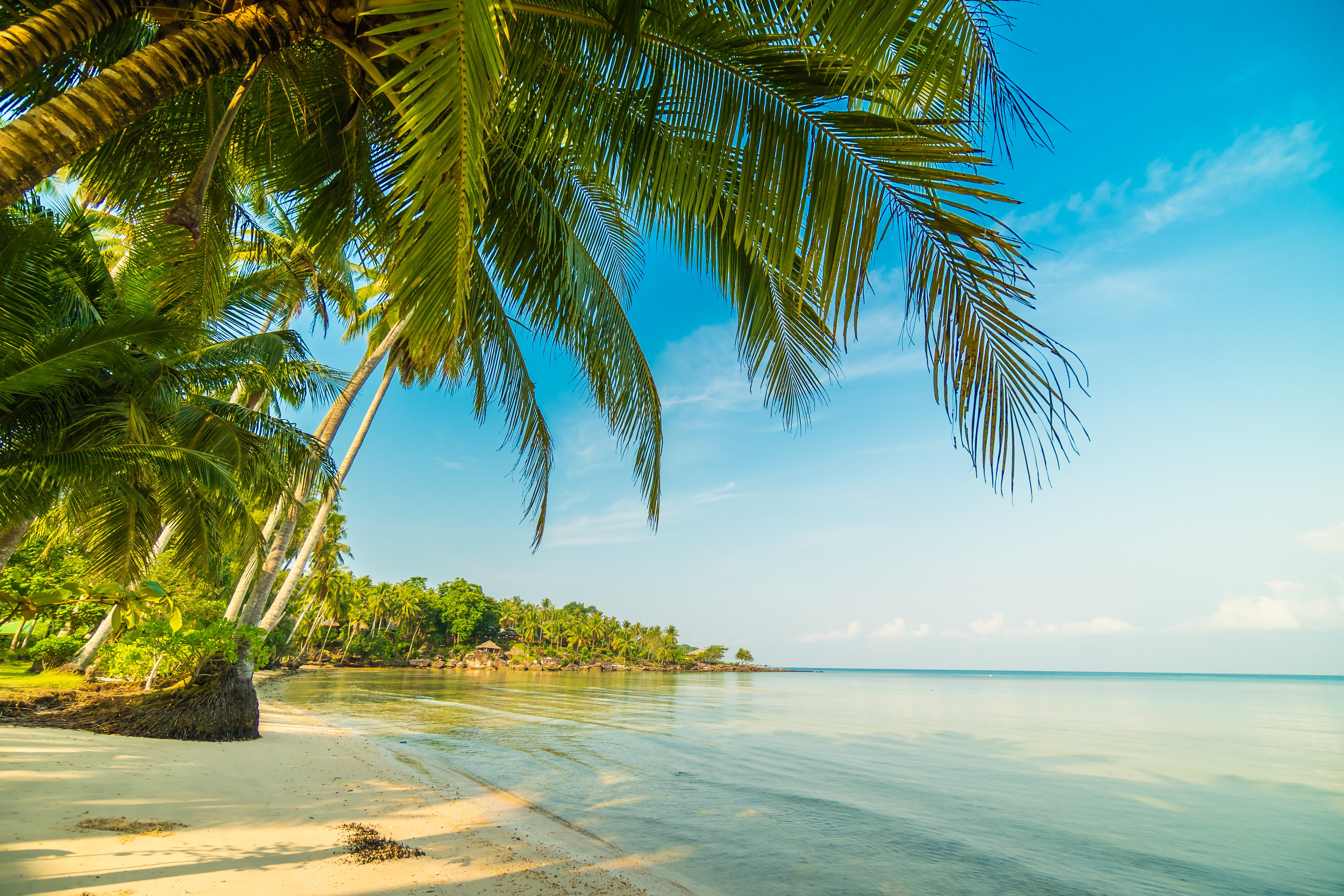 Laden Sie das Strand, Horizont, Ozean, Palme, Tropisch, Fotografie-Bild kostenlos auf Ihren PC-Desktop herunter