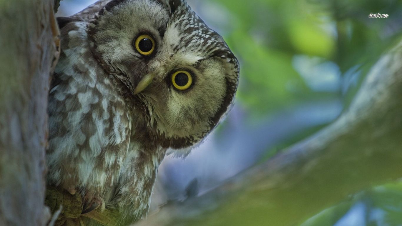 Baixar papel de parede para celular de Coruja, Pássaro, Aves, Animais gratuito.