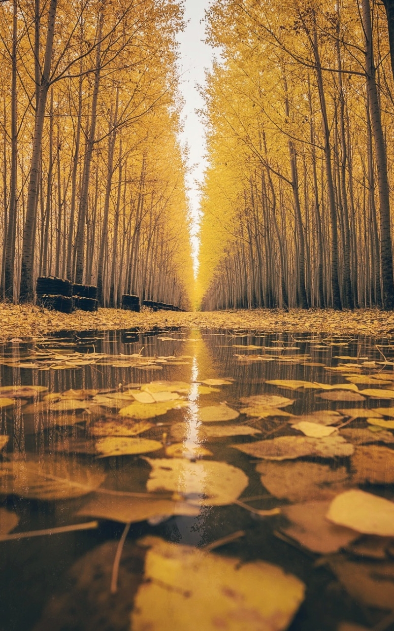 Download mobile wallpaper Nature, Water, Forest, Tree, Leaf, Fall, Earth, Path for free.