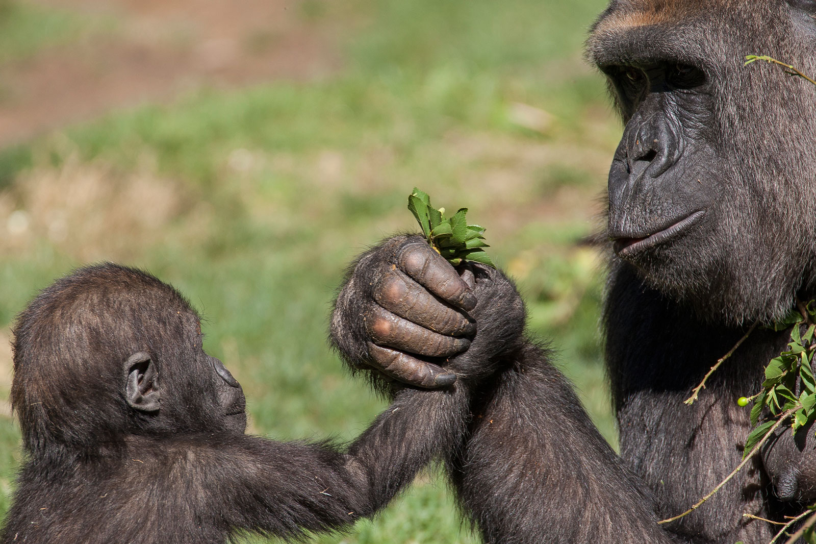Descarga gratis la imagen Animales, Monos, Gorila, Mono, Lindo, Primate, Bebe Animal en el escritorio de tu PC