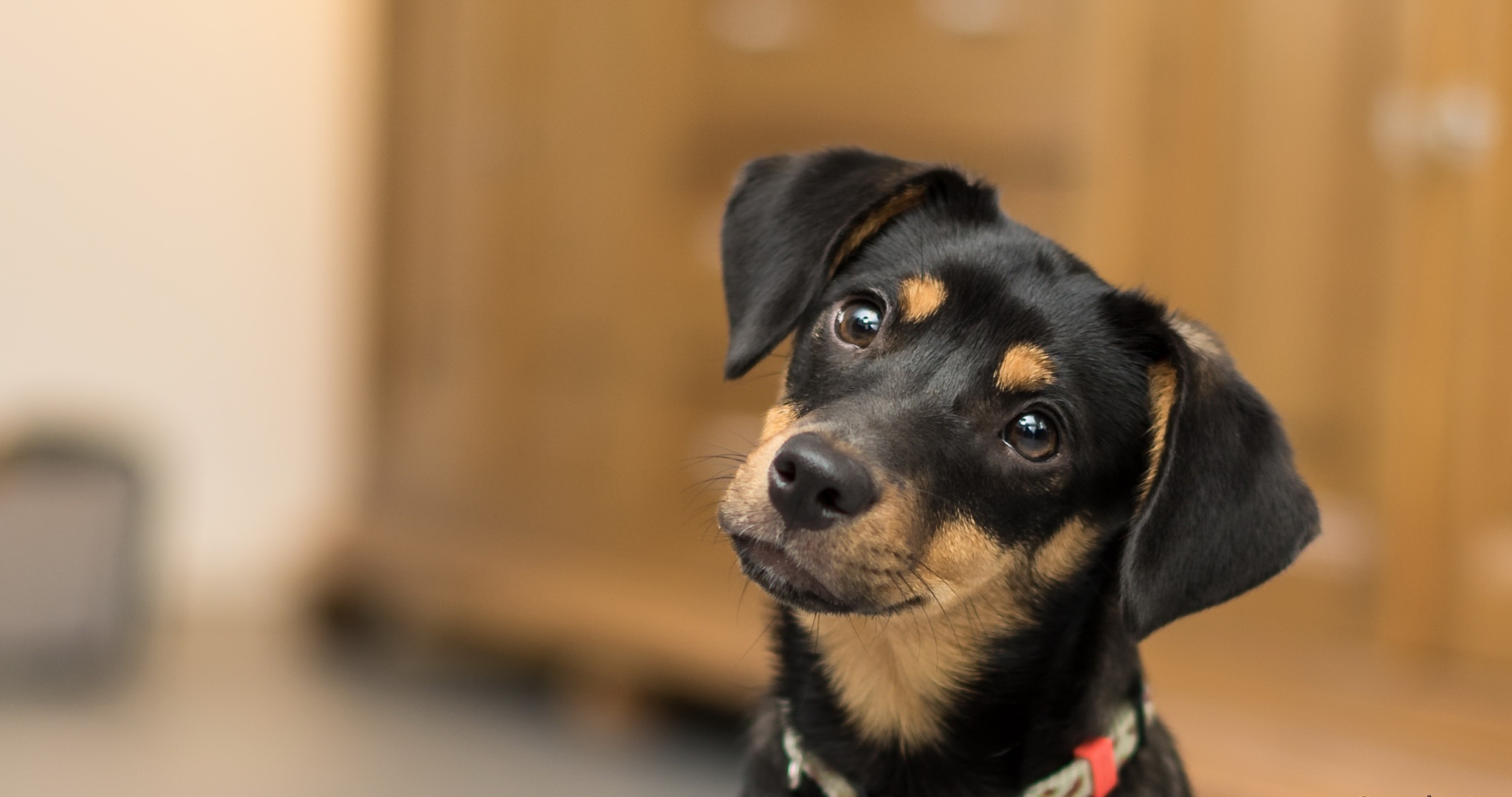 Baixar papel de parede para celular de Animais, Cães, Cão, Focinho gratuito.