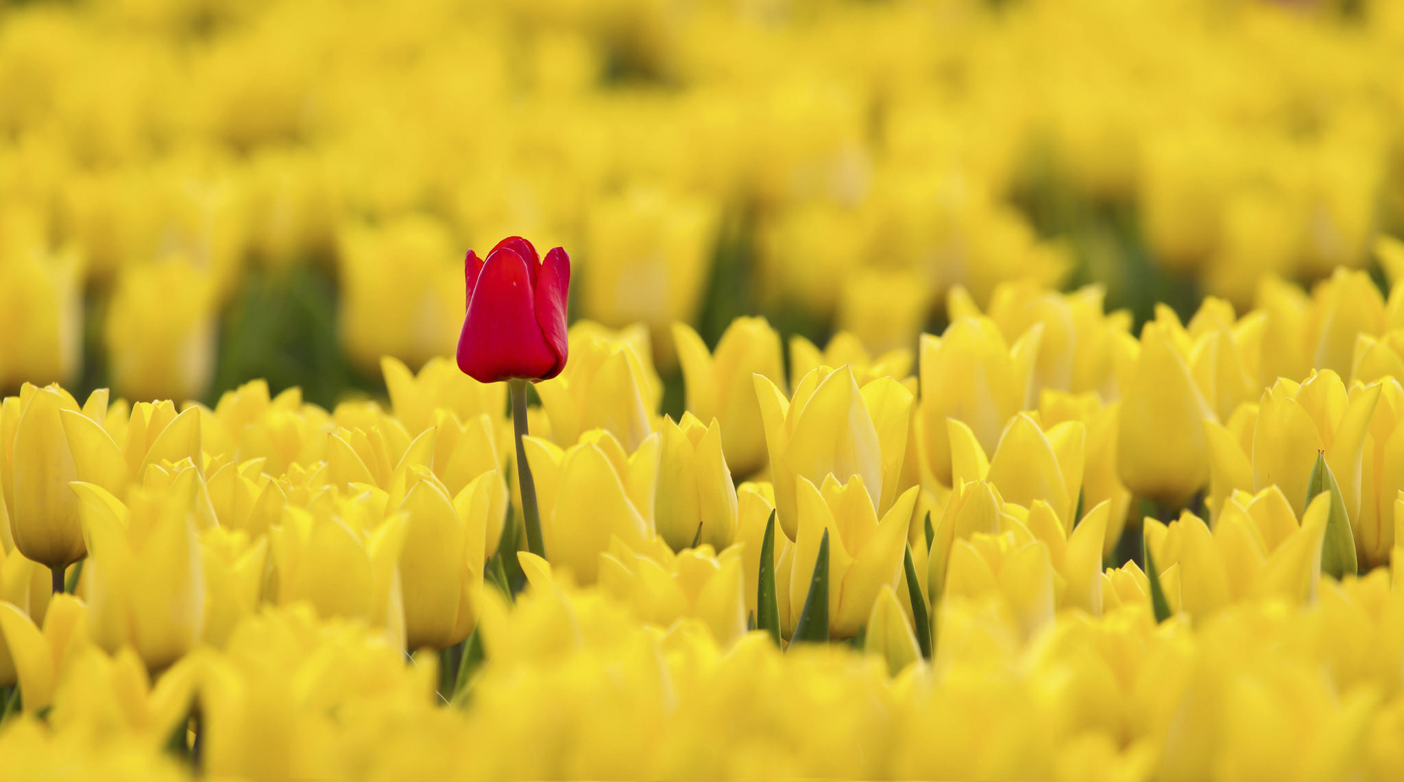 Descarga gratis la imagen Flores, Tulipán, Tierra/naturaleza en el escritorio de tu PC