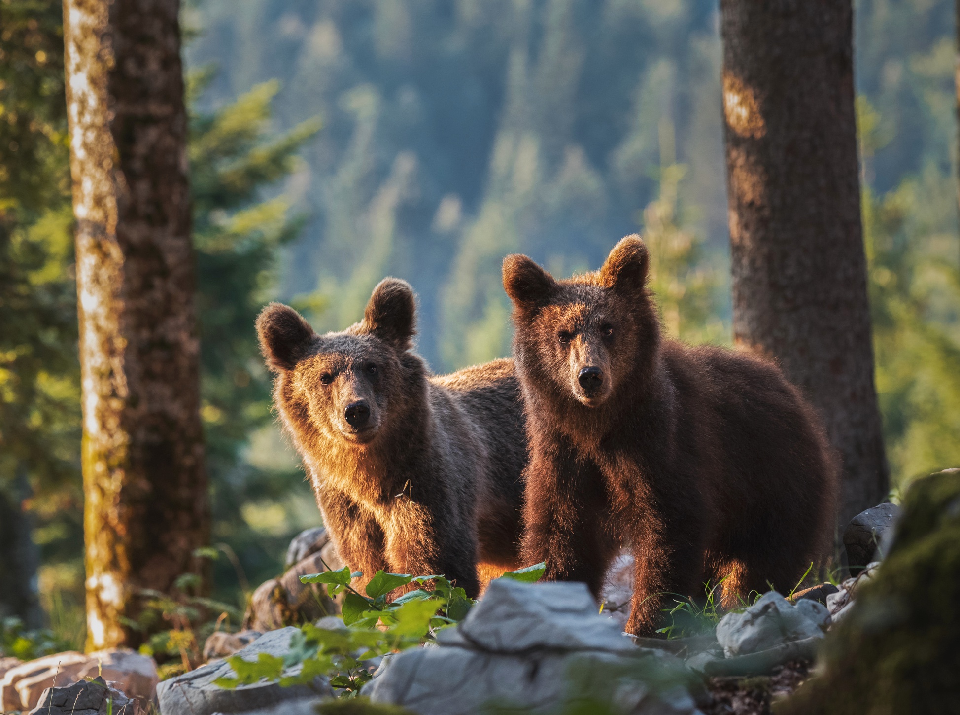 Download mobile wallpaper Bears, Bear, Animal, Cub for free.