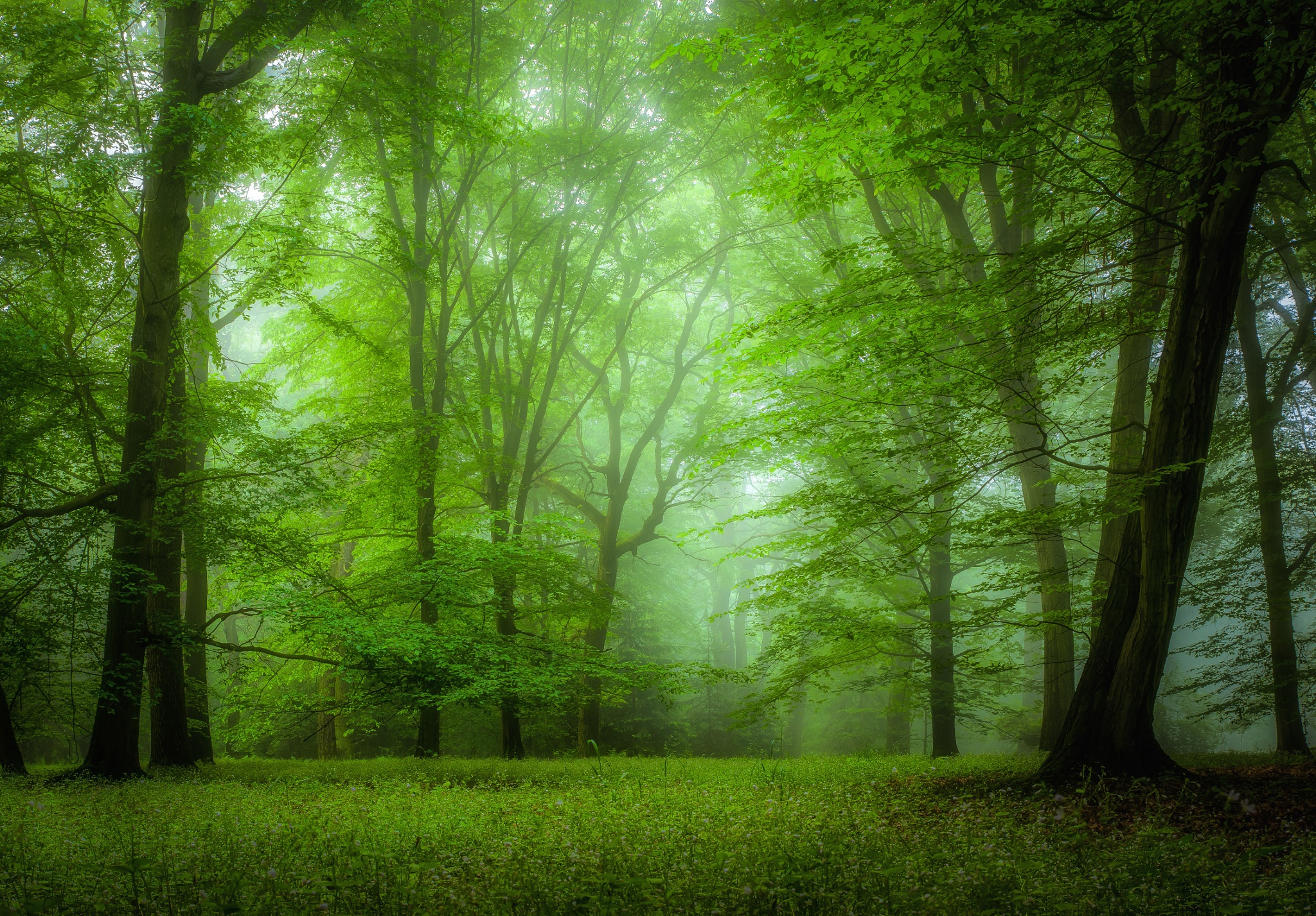 Скачать картинку Природа, Лес, Дерево, Туман, Зеленый, Земля/природа в телефон бесплатно.