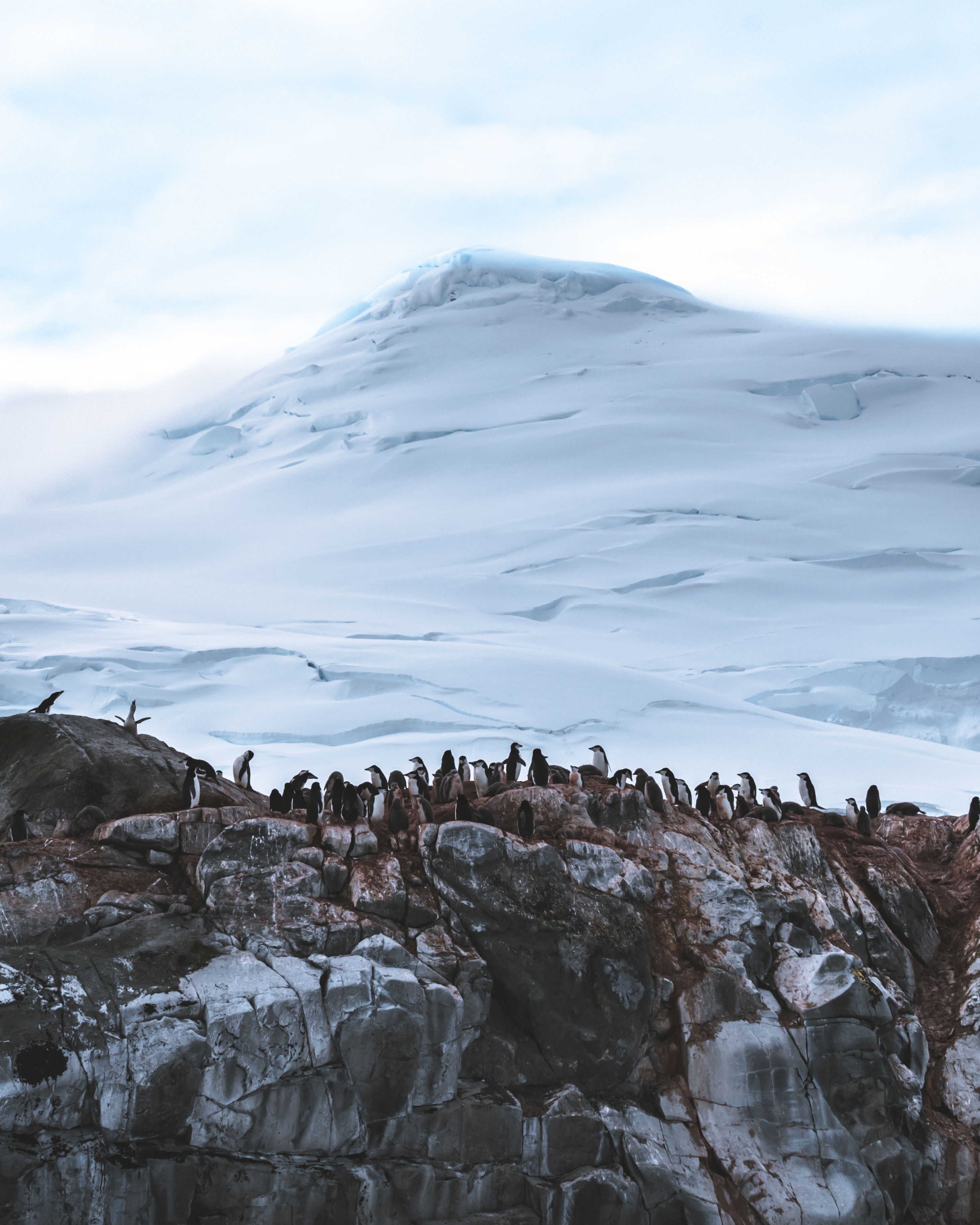 Скачать обои бесплатно Гора, Снег, Ледник, Животные, Антарктида, Пингвины картинка на рабочий стол ПК