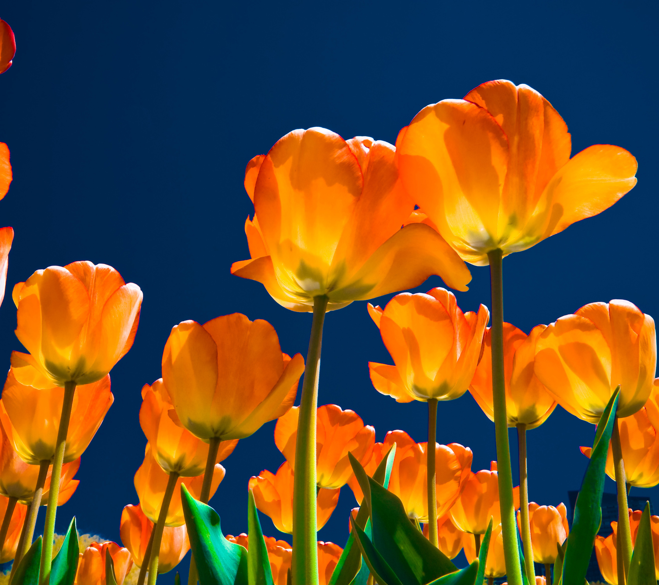 Download mobile wallpaper Nature, Flowers, Flower, Close Up, Earth, Tulip, Orange Flower for free.